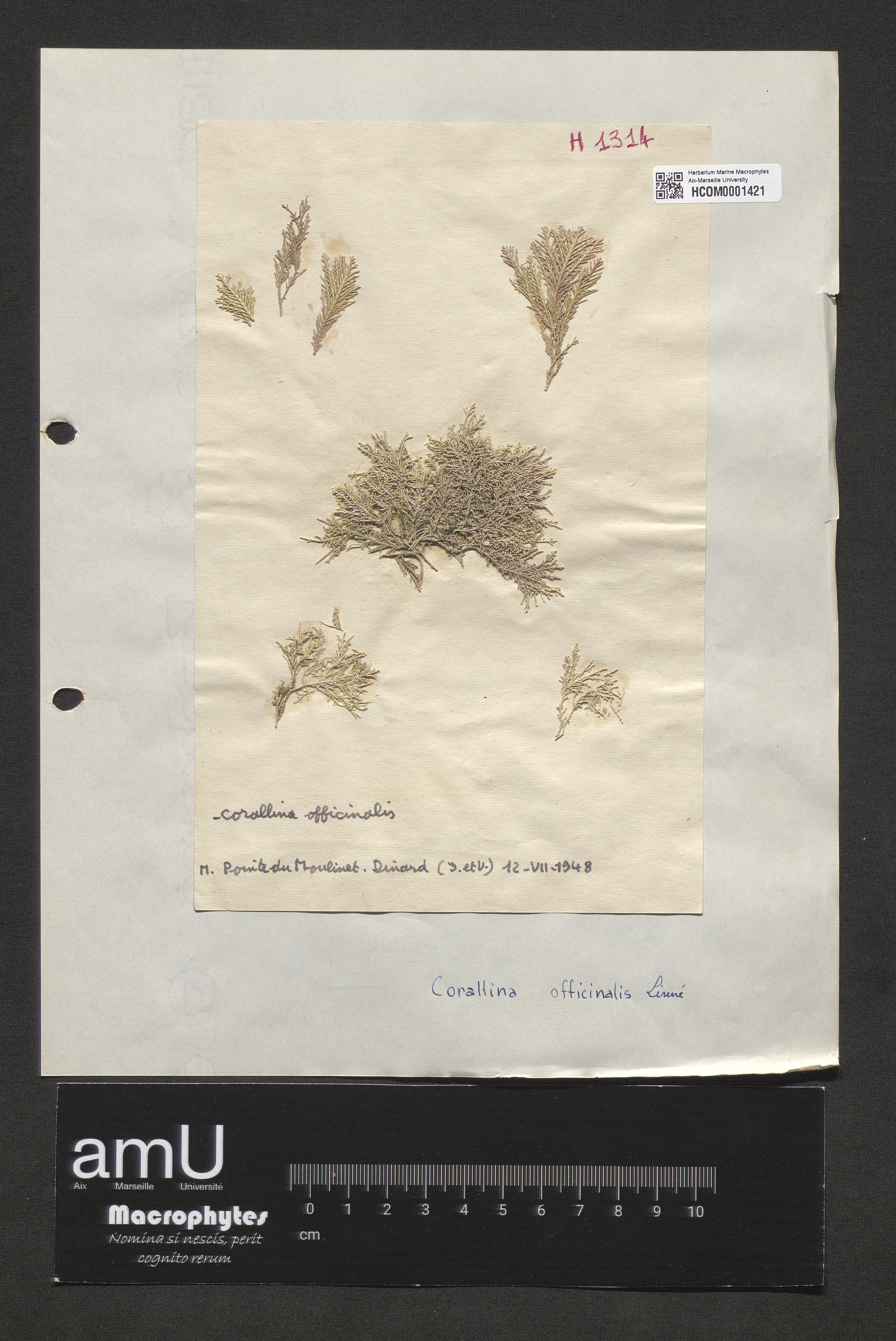 Corallina officinalis specimen