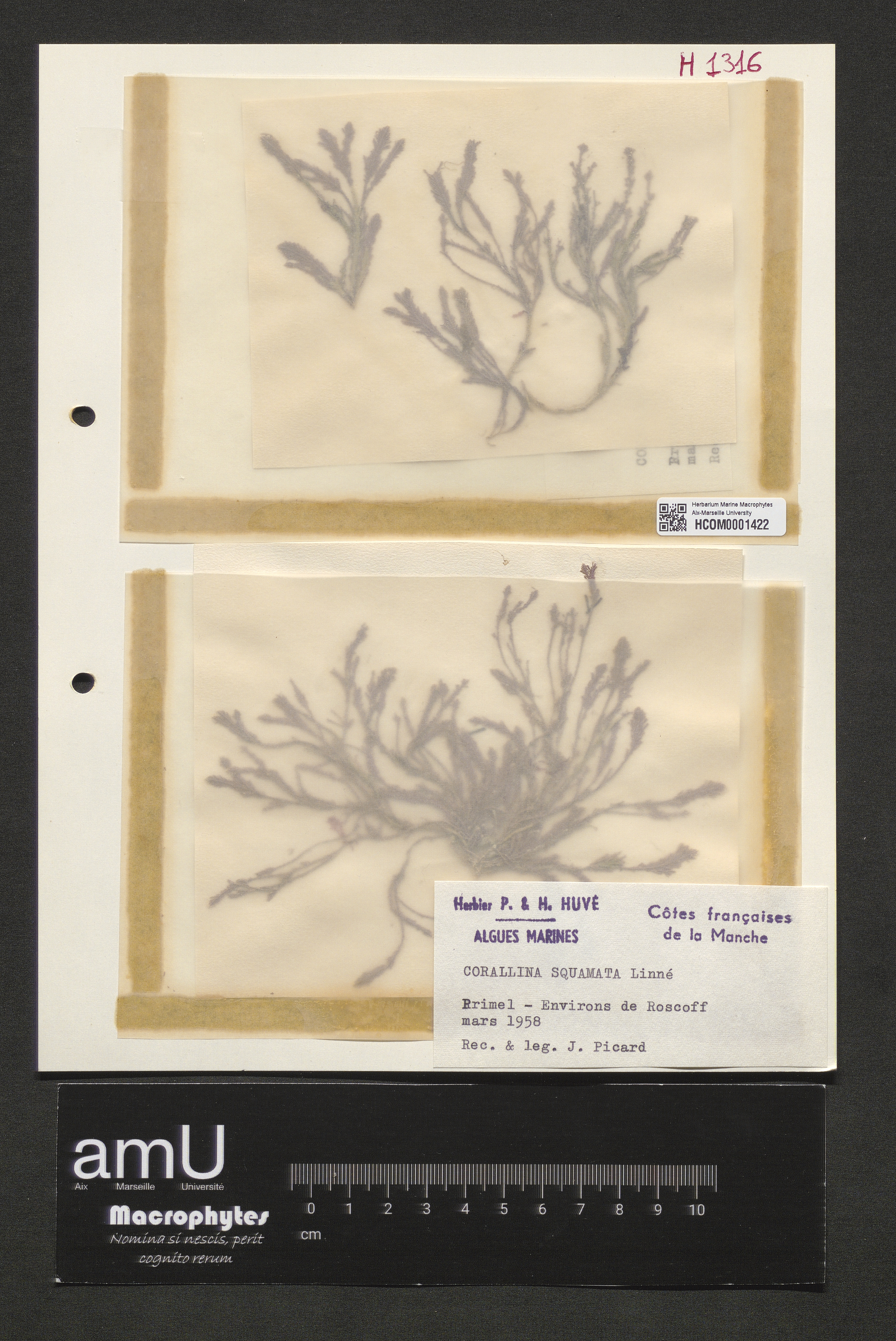 Corallina squamata specimen