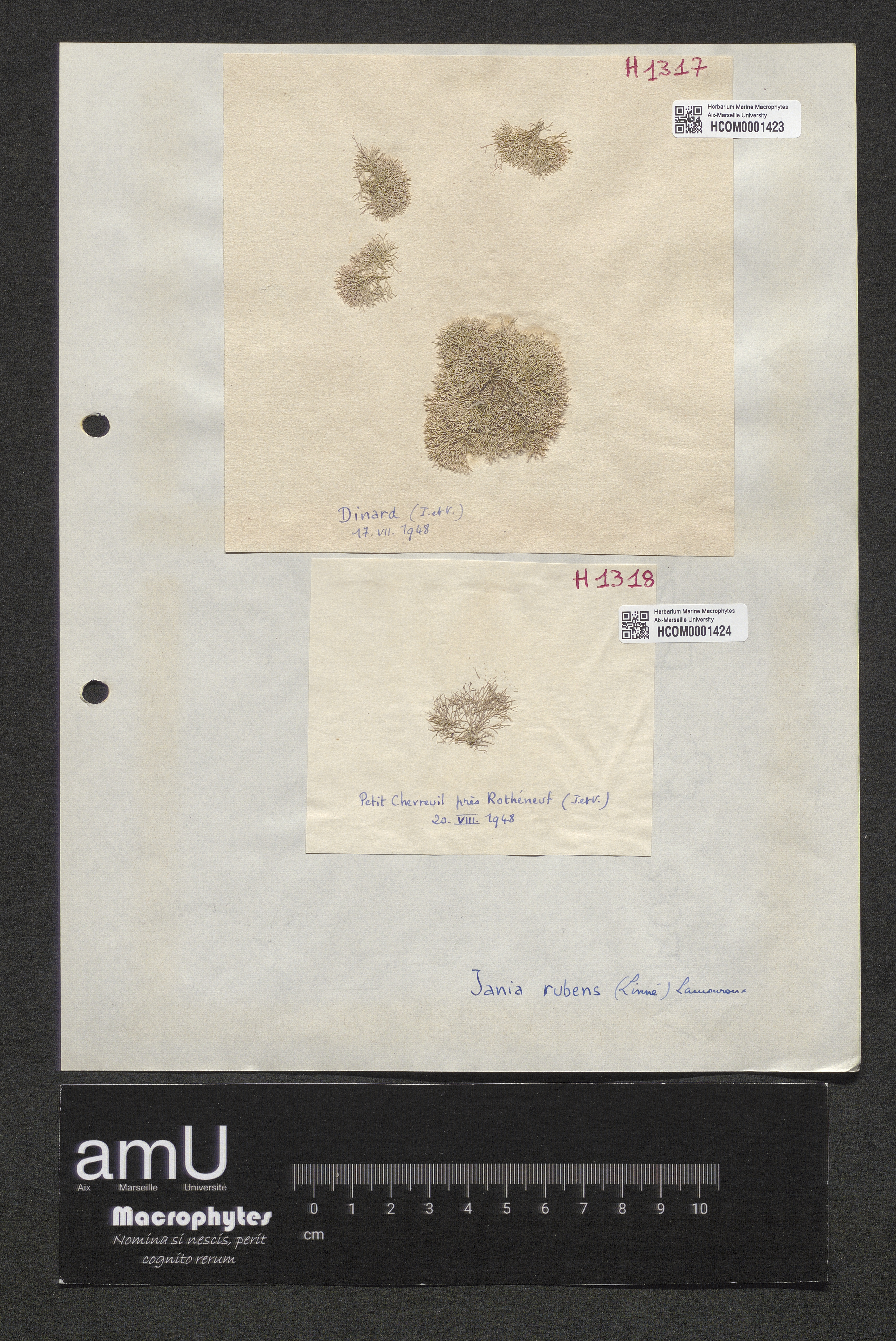 Jania rubens specimen