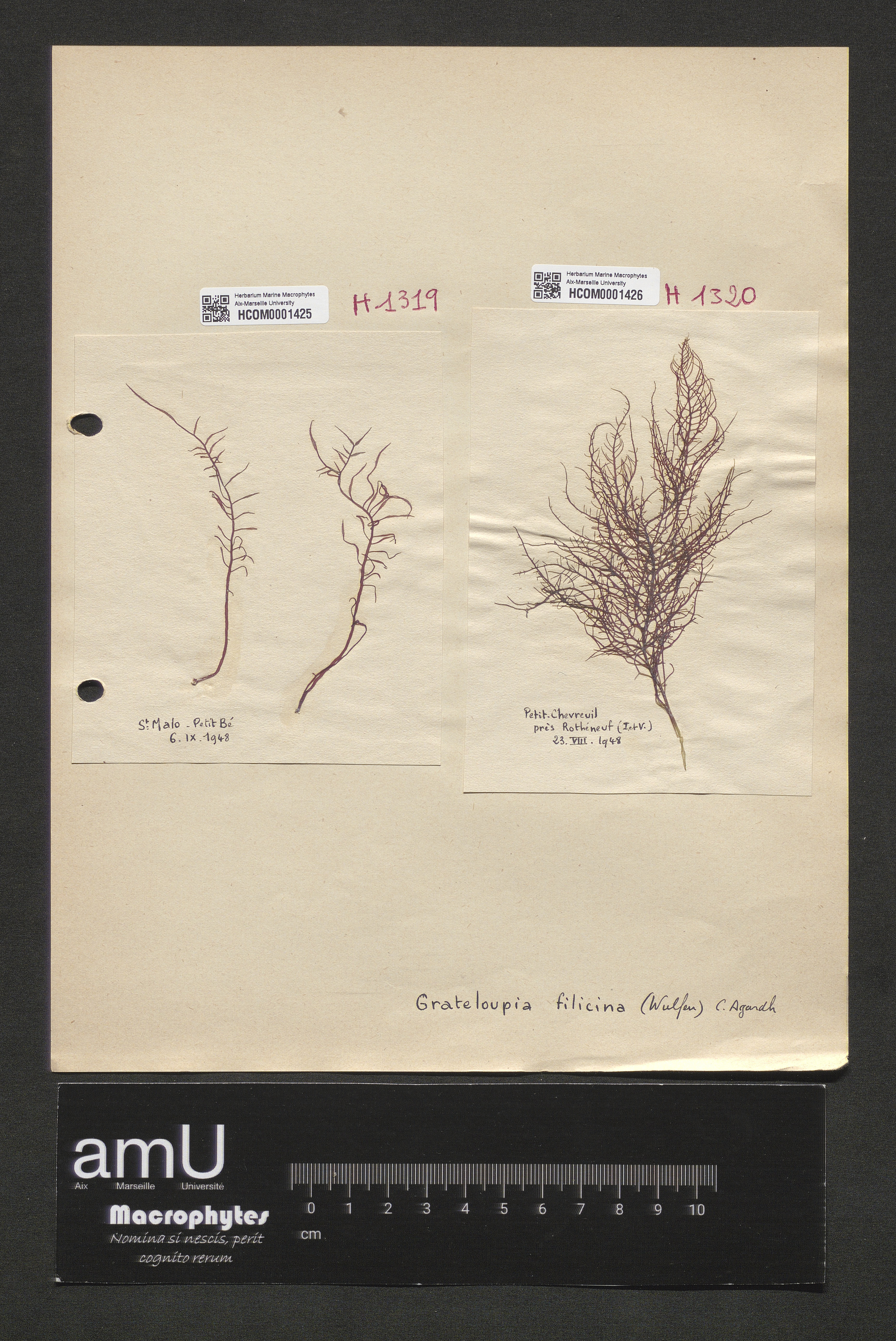 Grateloupia filicina specimen