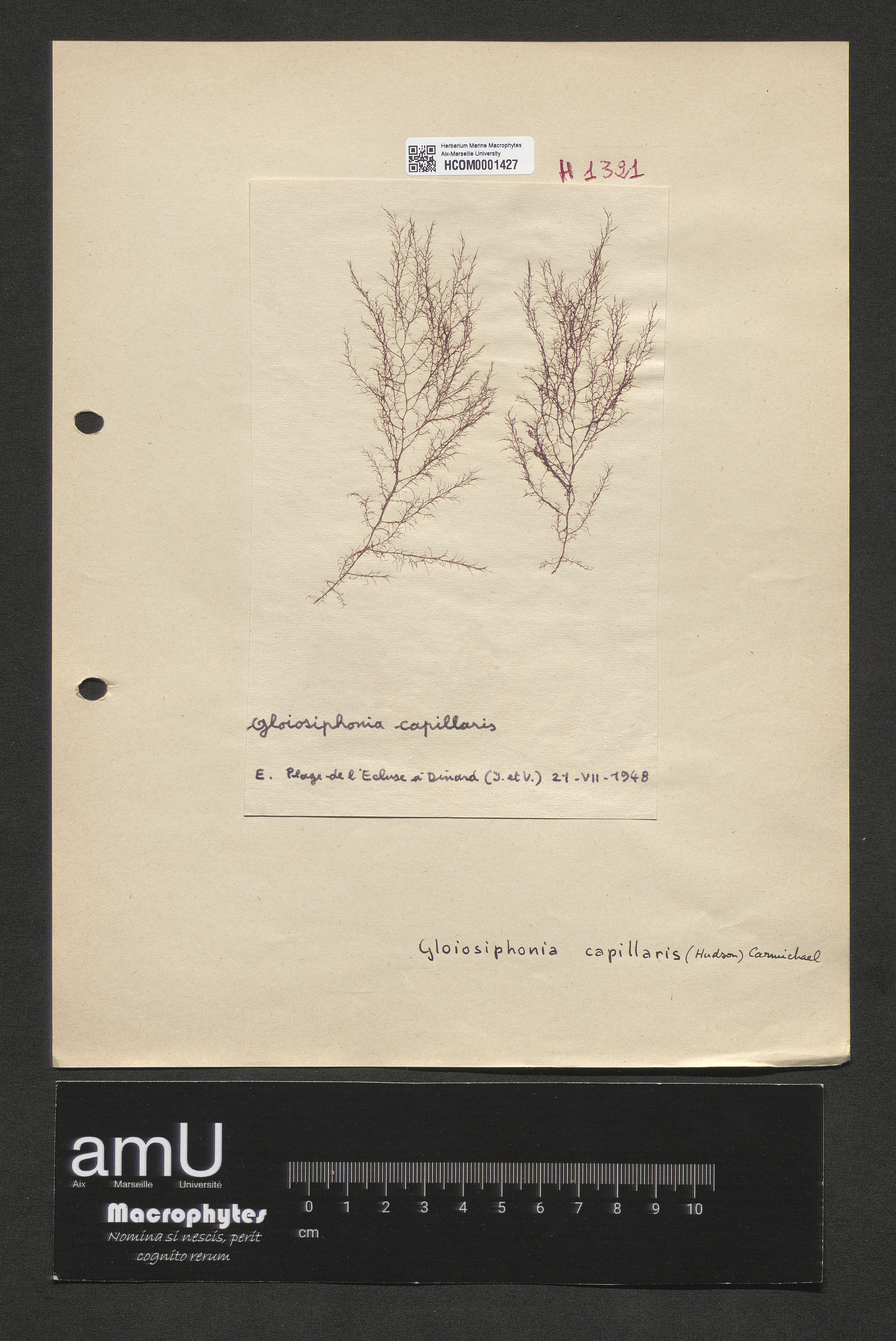 Gloiosiphonia capillaris specimen
