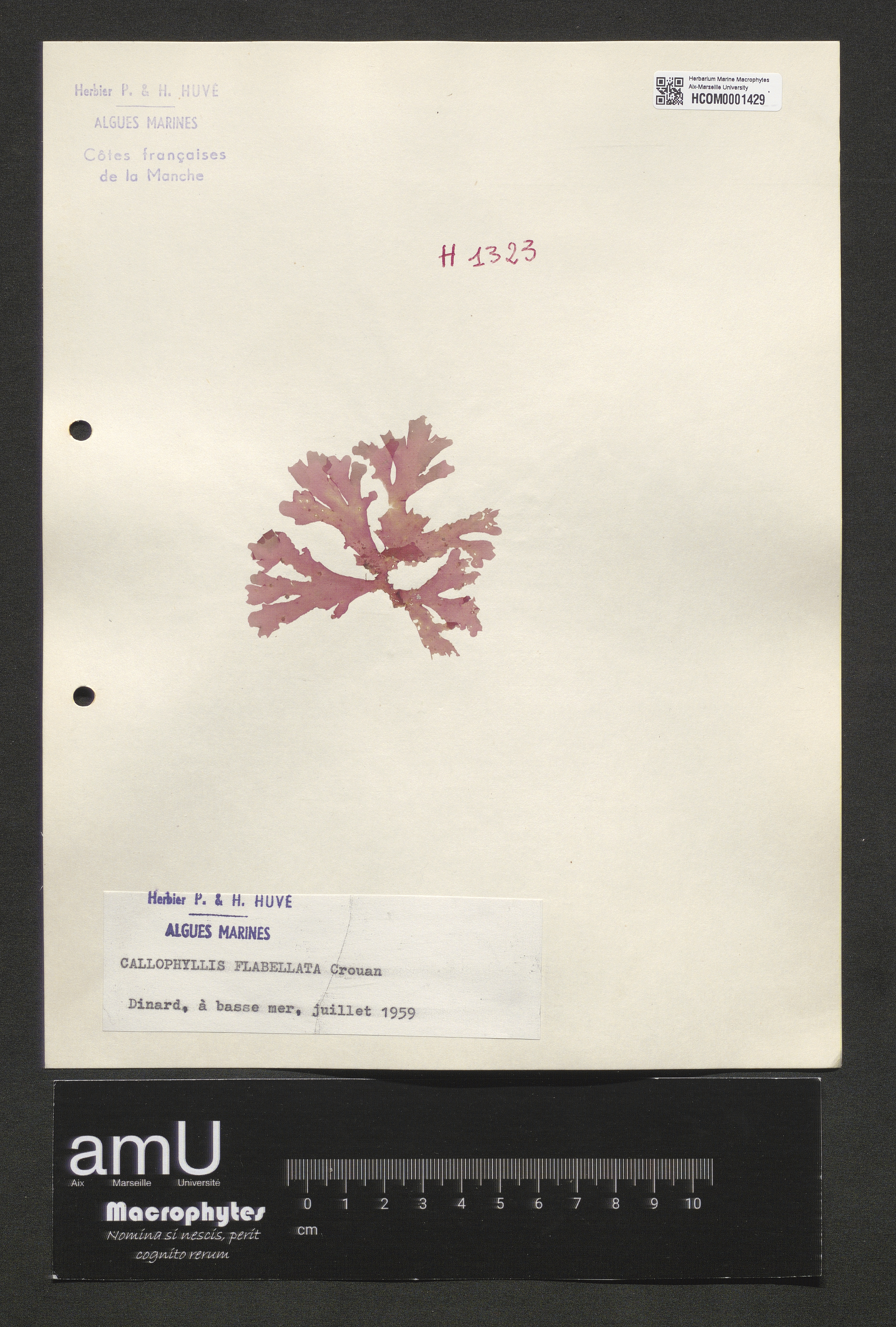 Callophyllis flabellata specimen