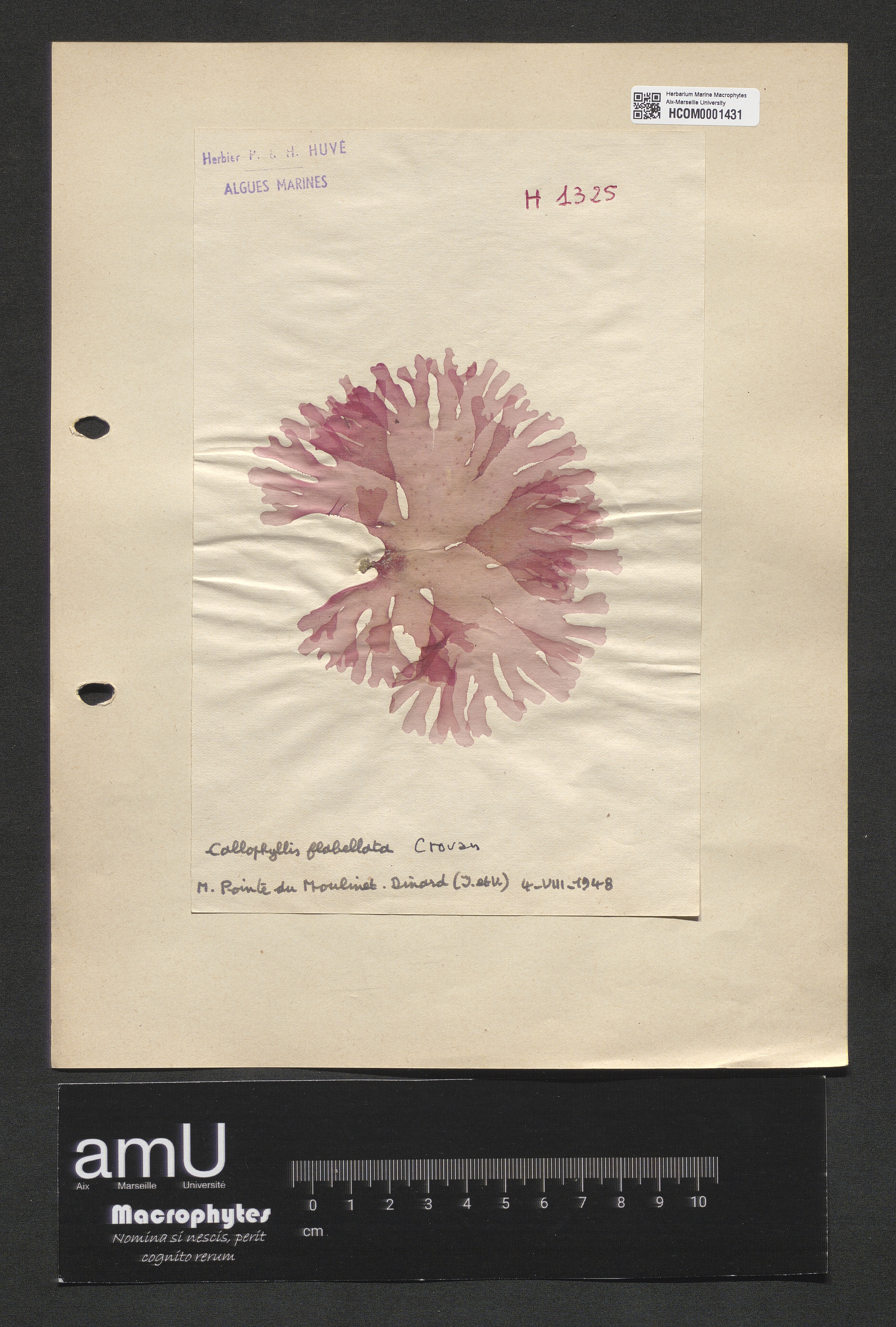 Callophyllis flabellata specimen