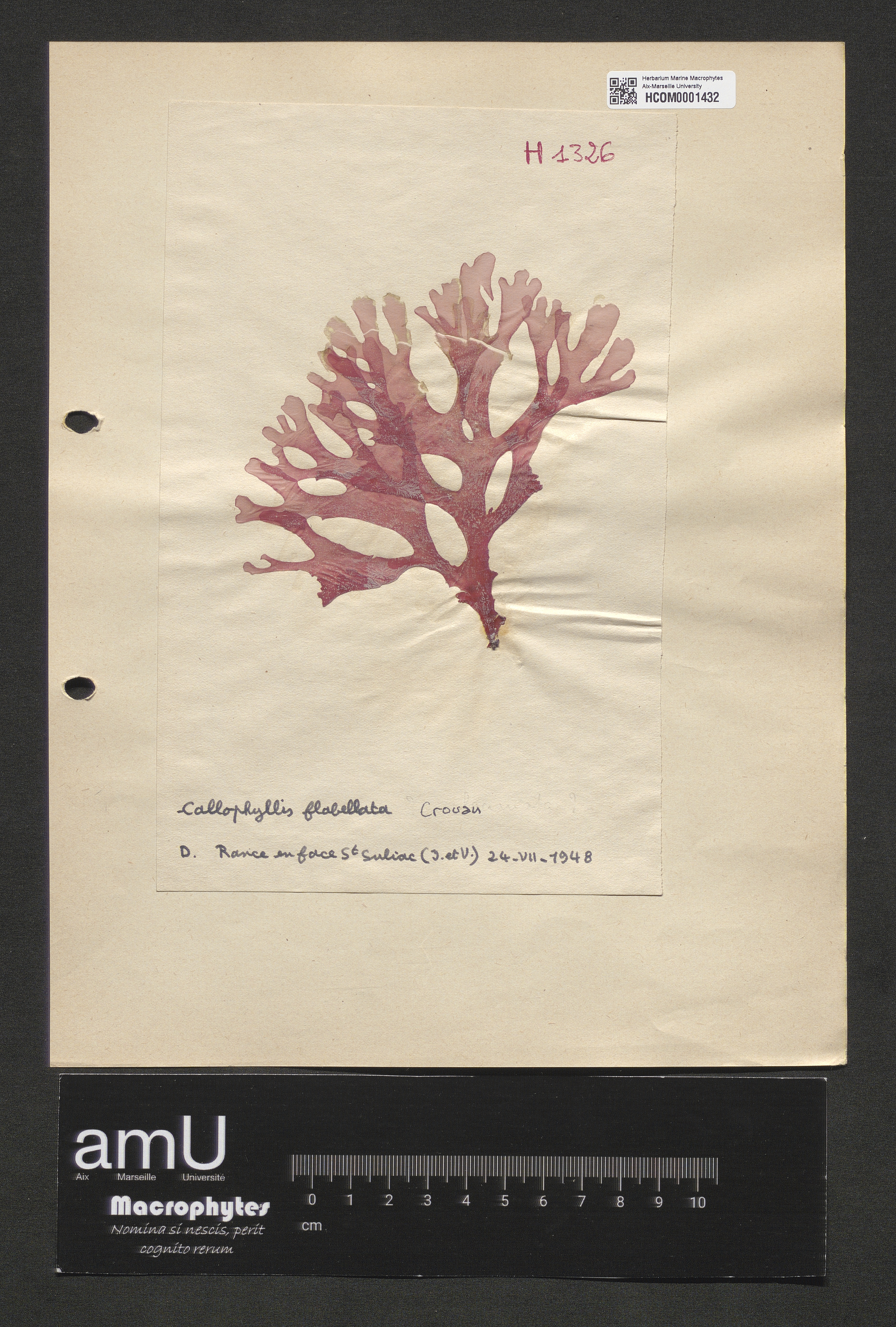 Callophyllis flabellata specimen