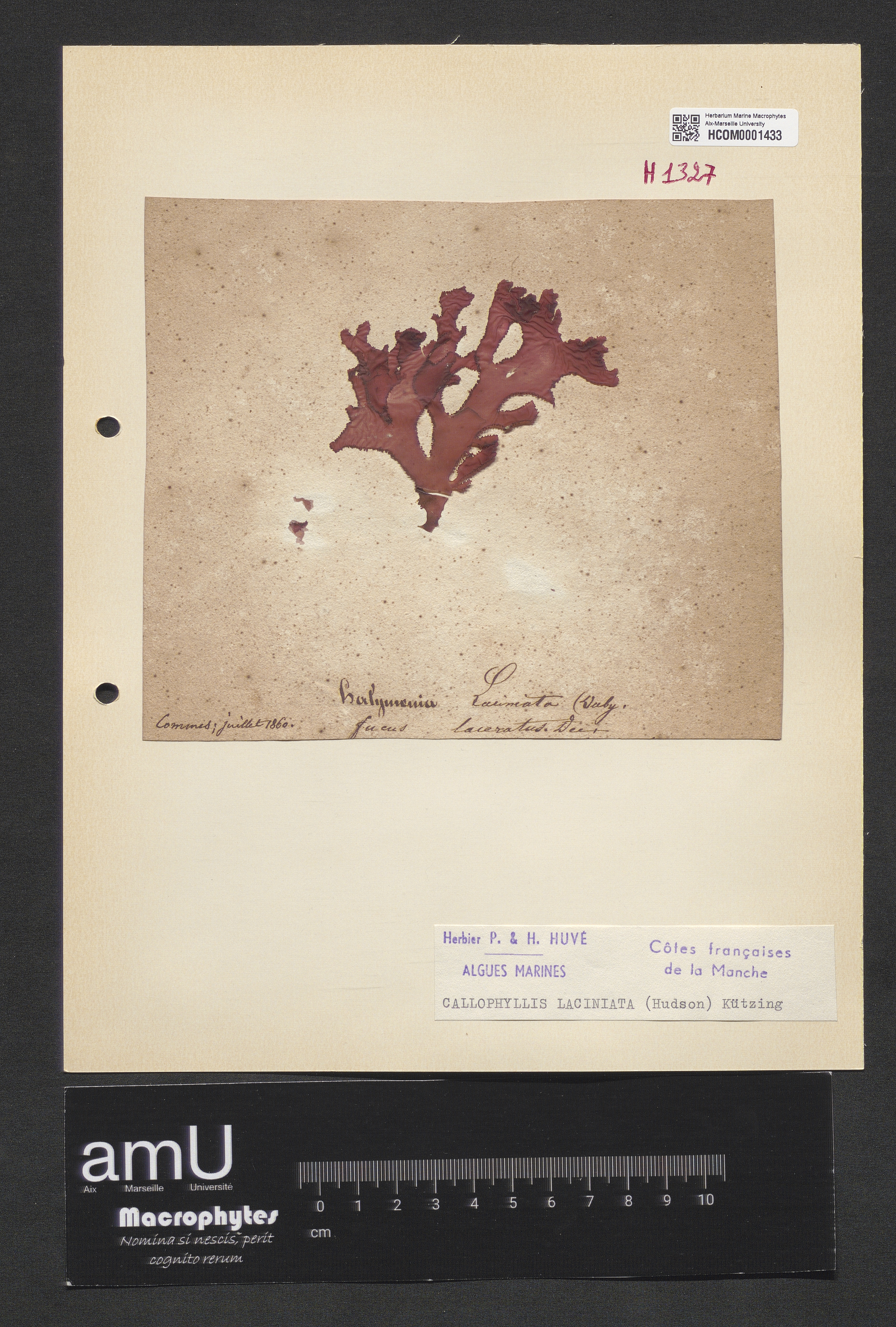 Callophyllis laciniata specimen