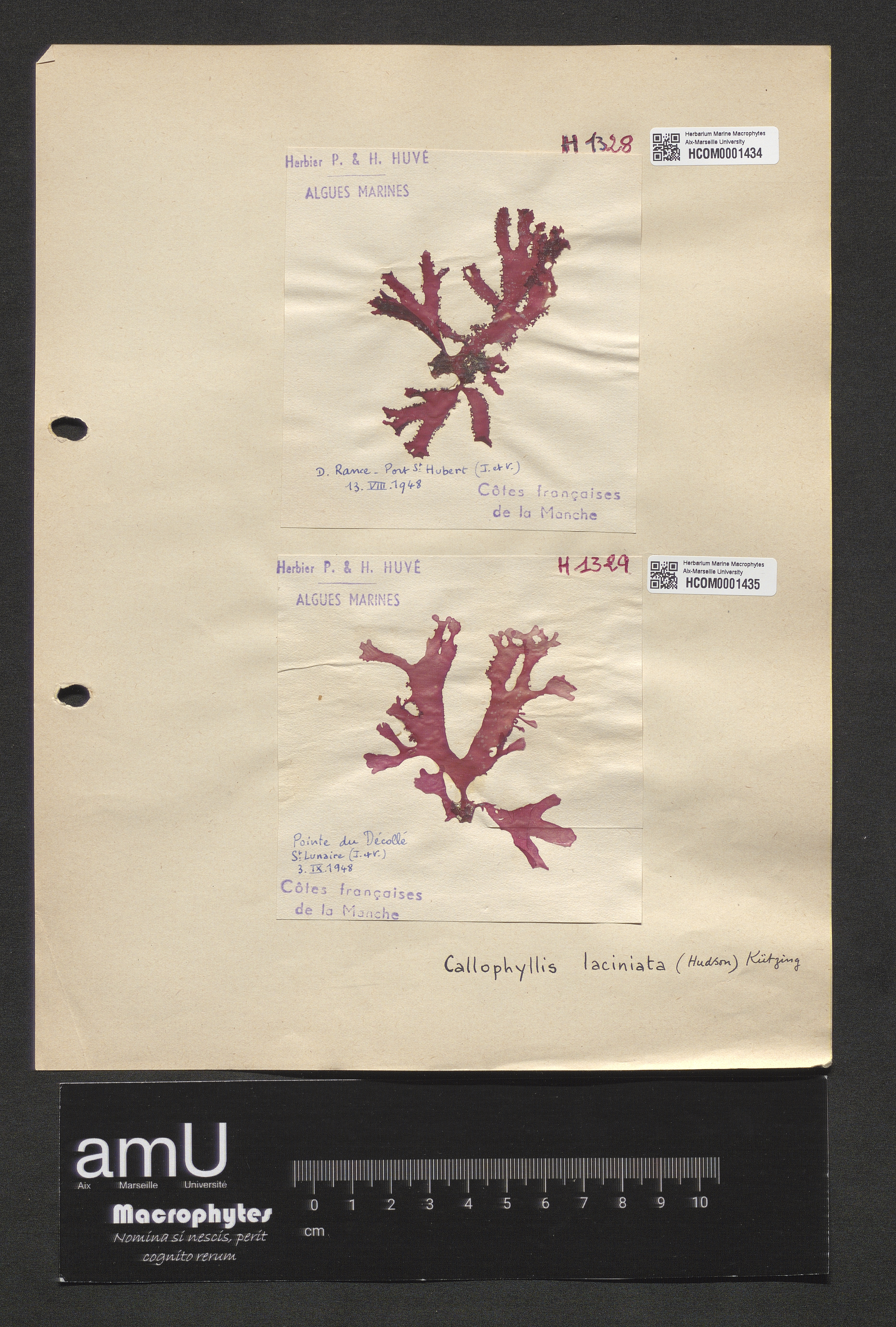 Callophyllis laciniata specimen
