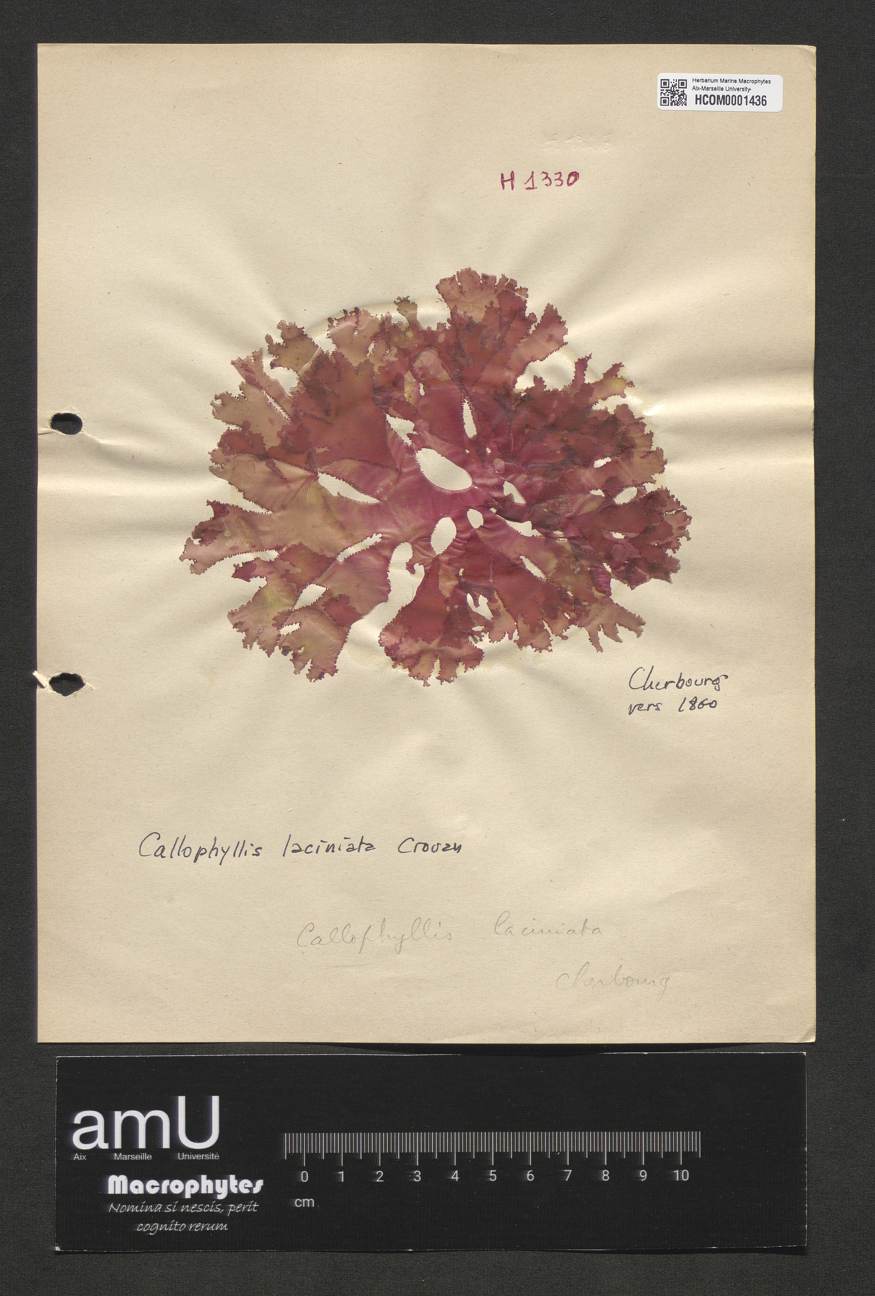 Callophyllis laciniata specimen