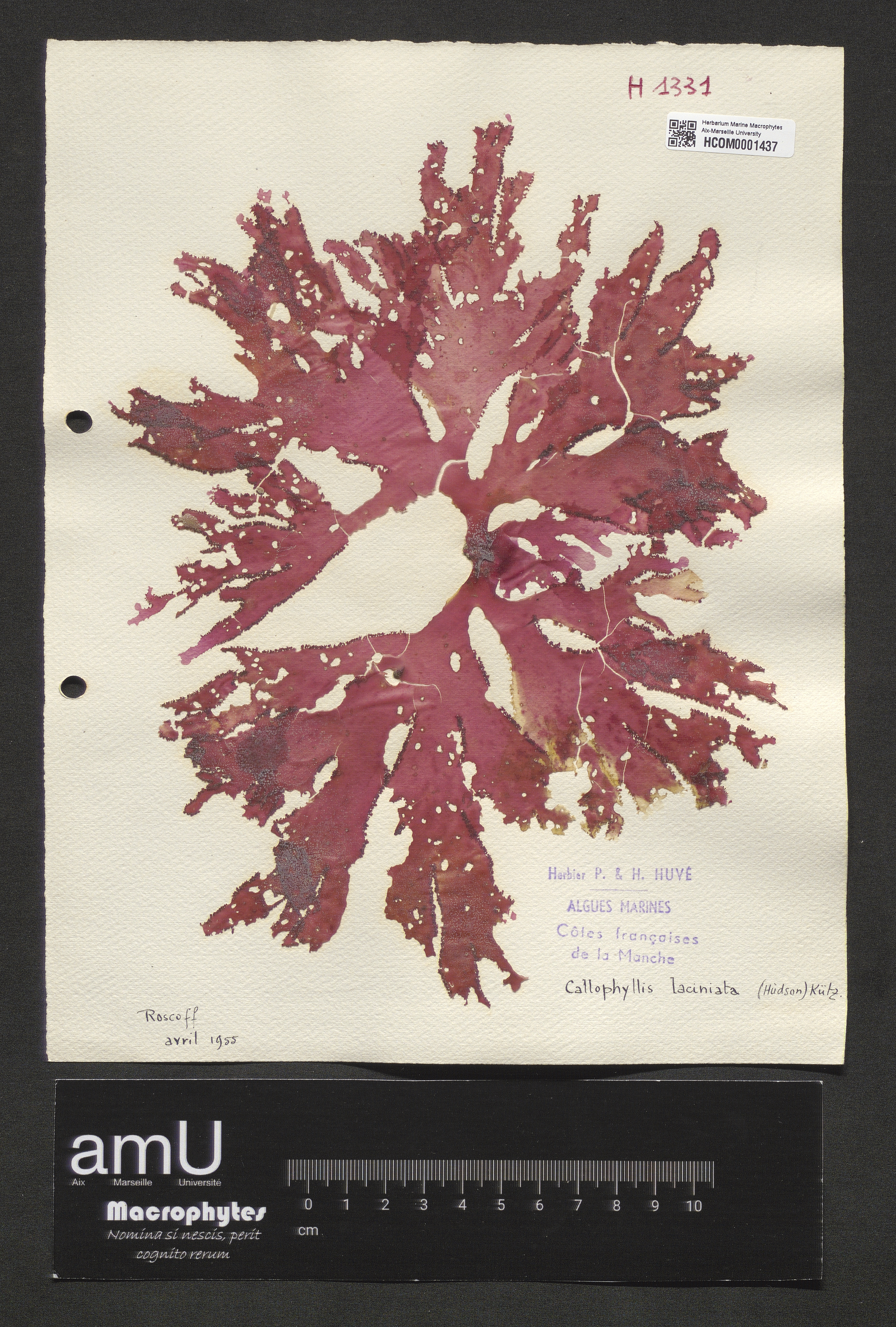 Callophyllis laciniata specimen