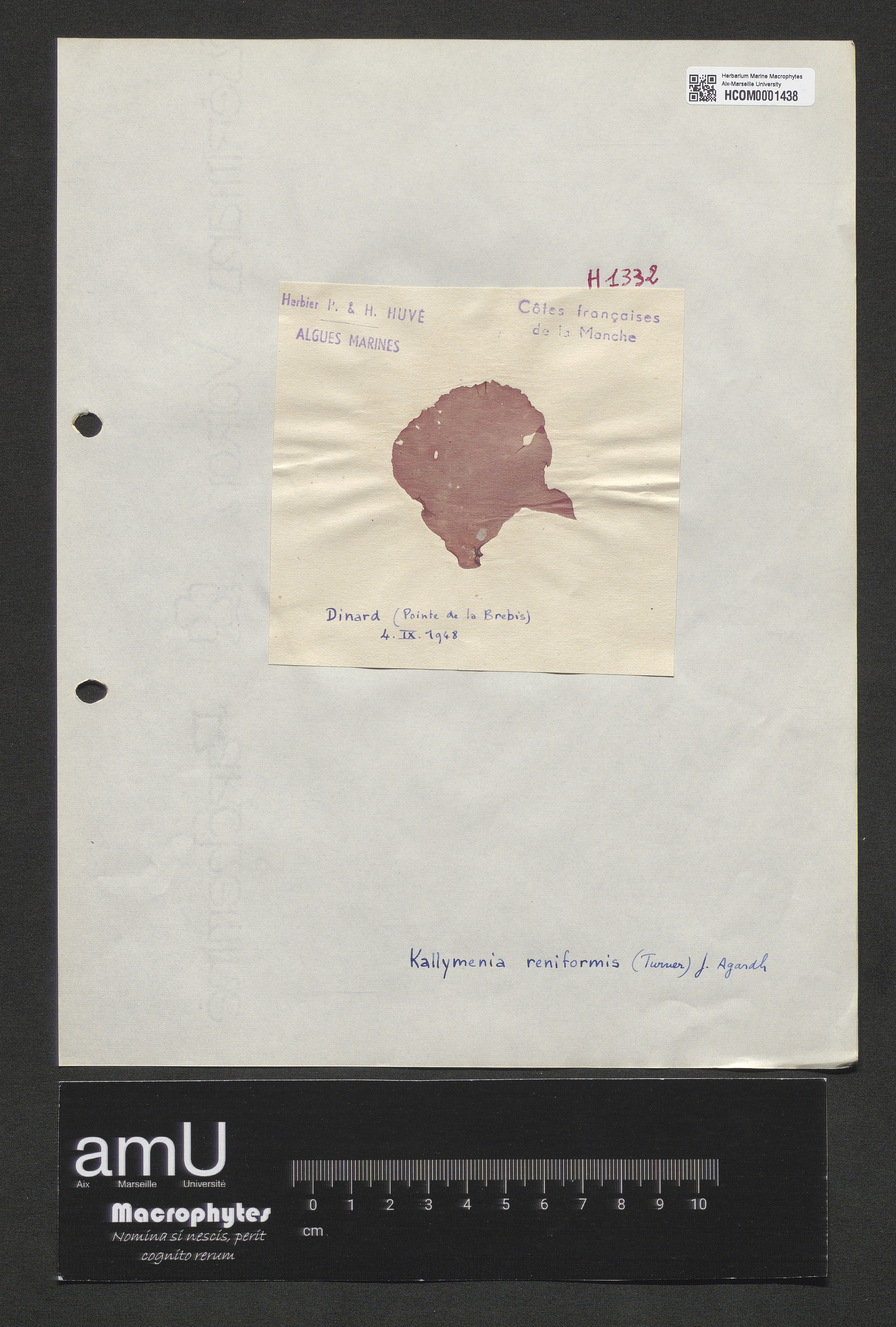 Kallymenia reniformis specimen