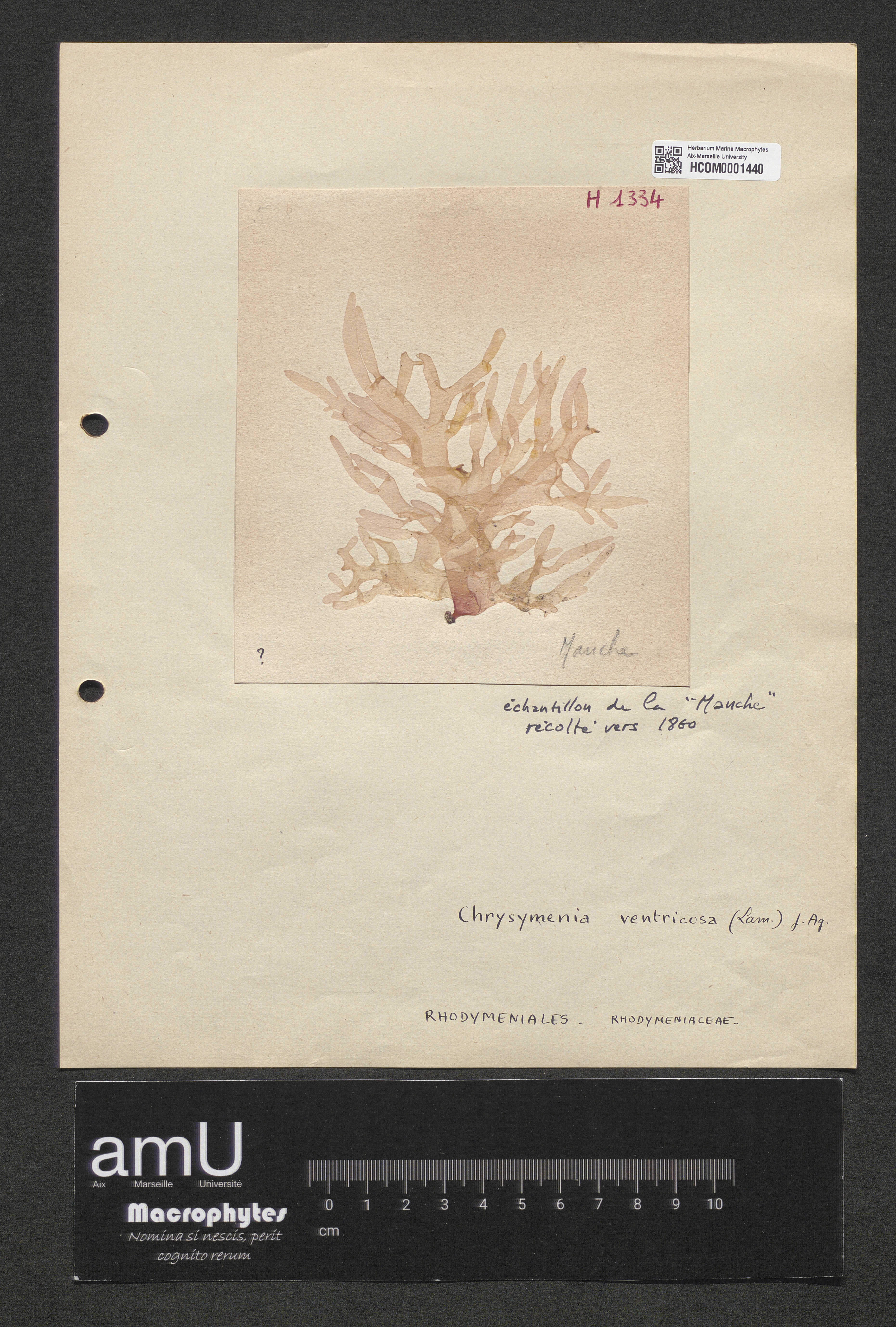 Chrysymenia ventricosa specimen
