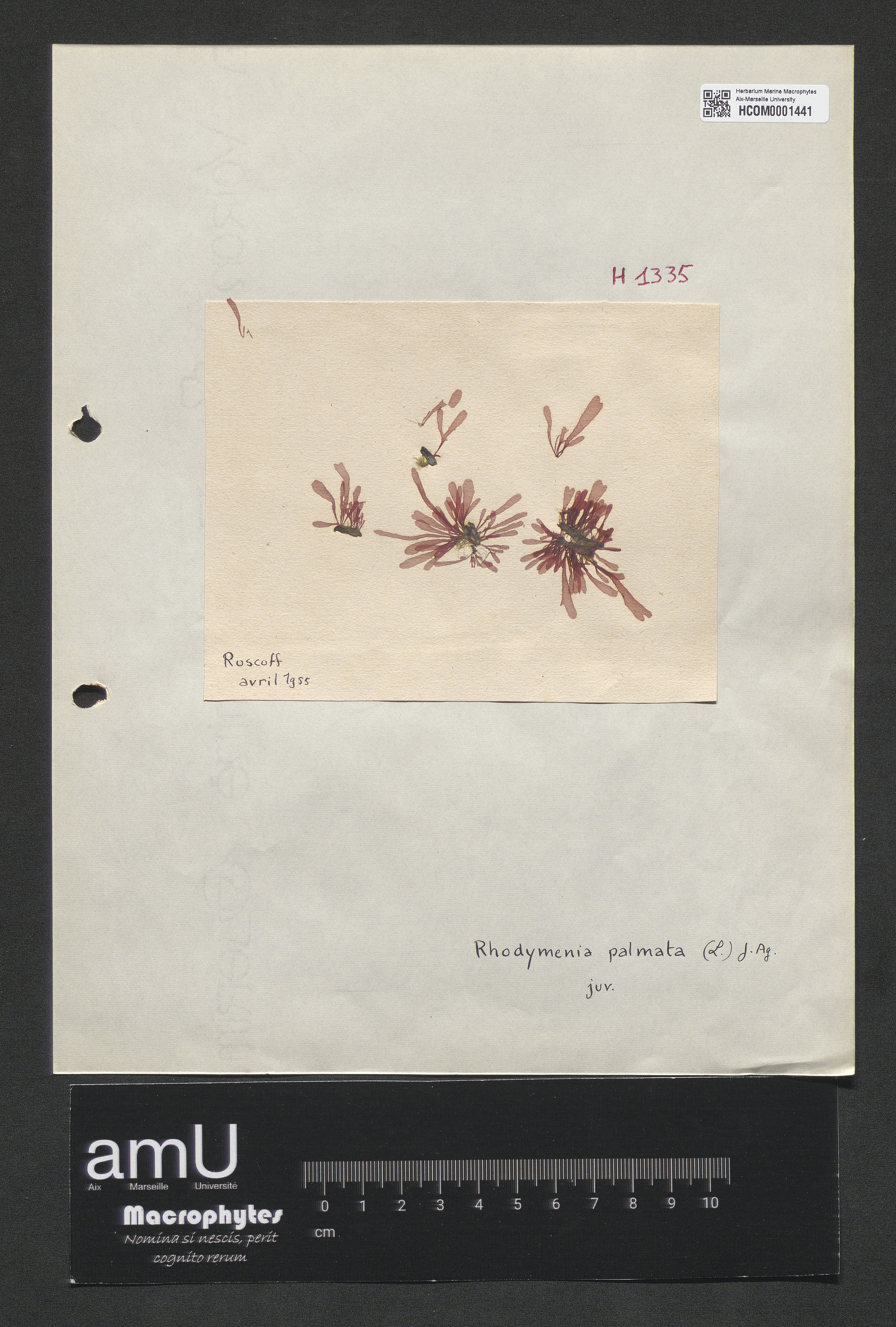 Rhodymenia palmata specimen