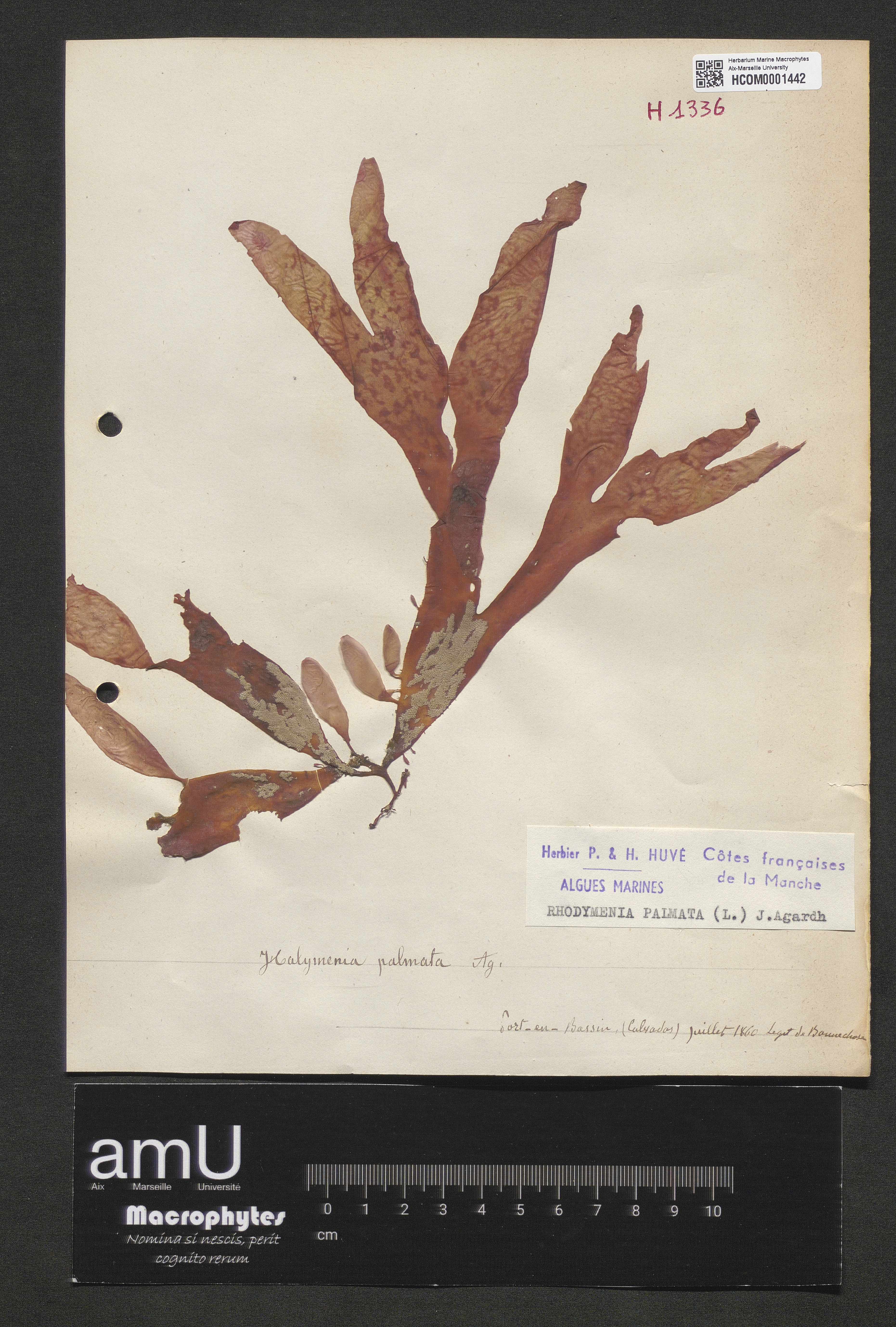 Rhodymenia palmata specimen