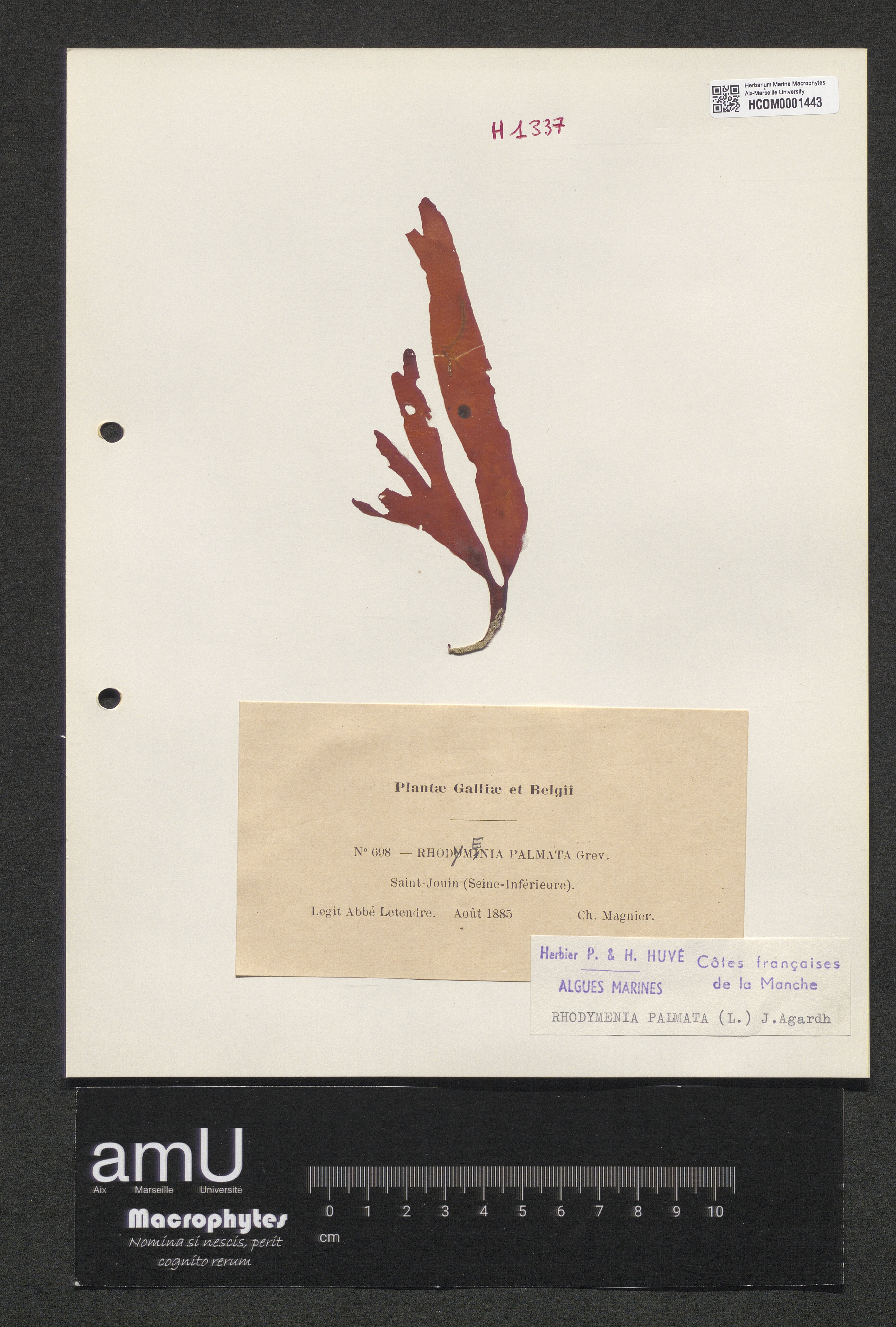 Rhodymenia palmata specimen