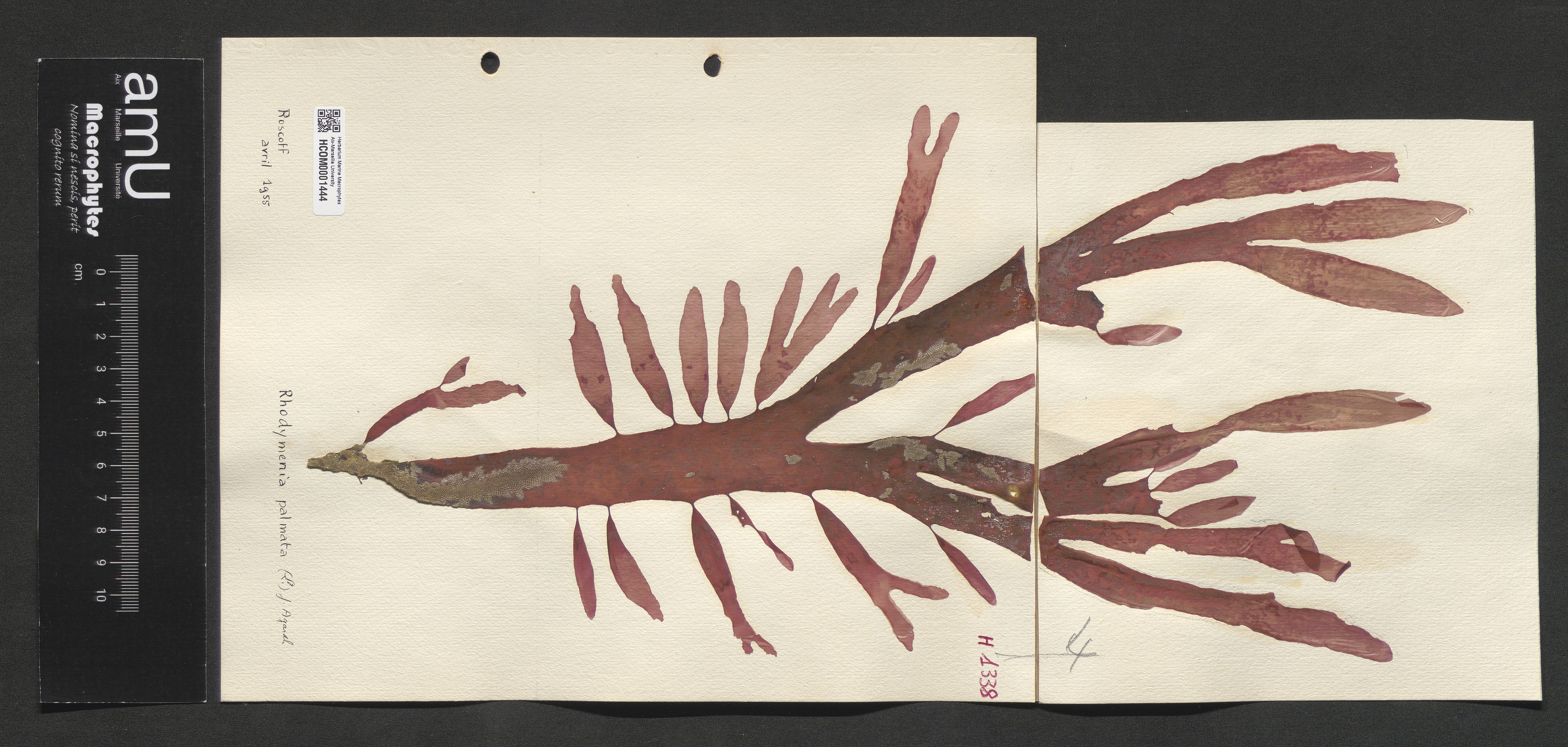 Rhodymenia palmata specimen