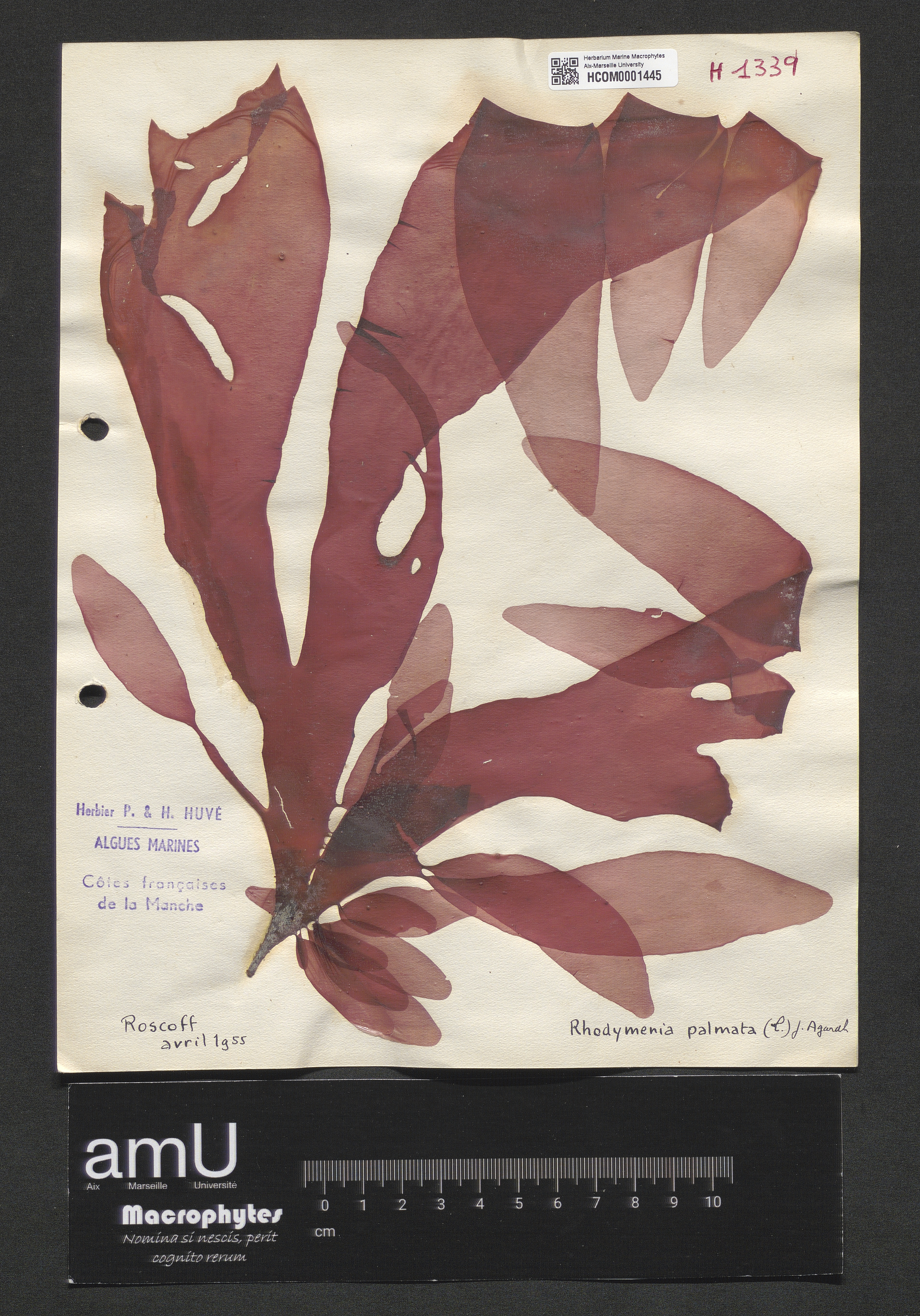 Rhodymenia palmata specimen