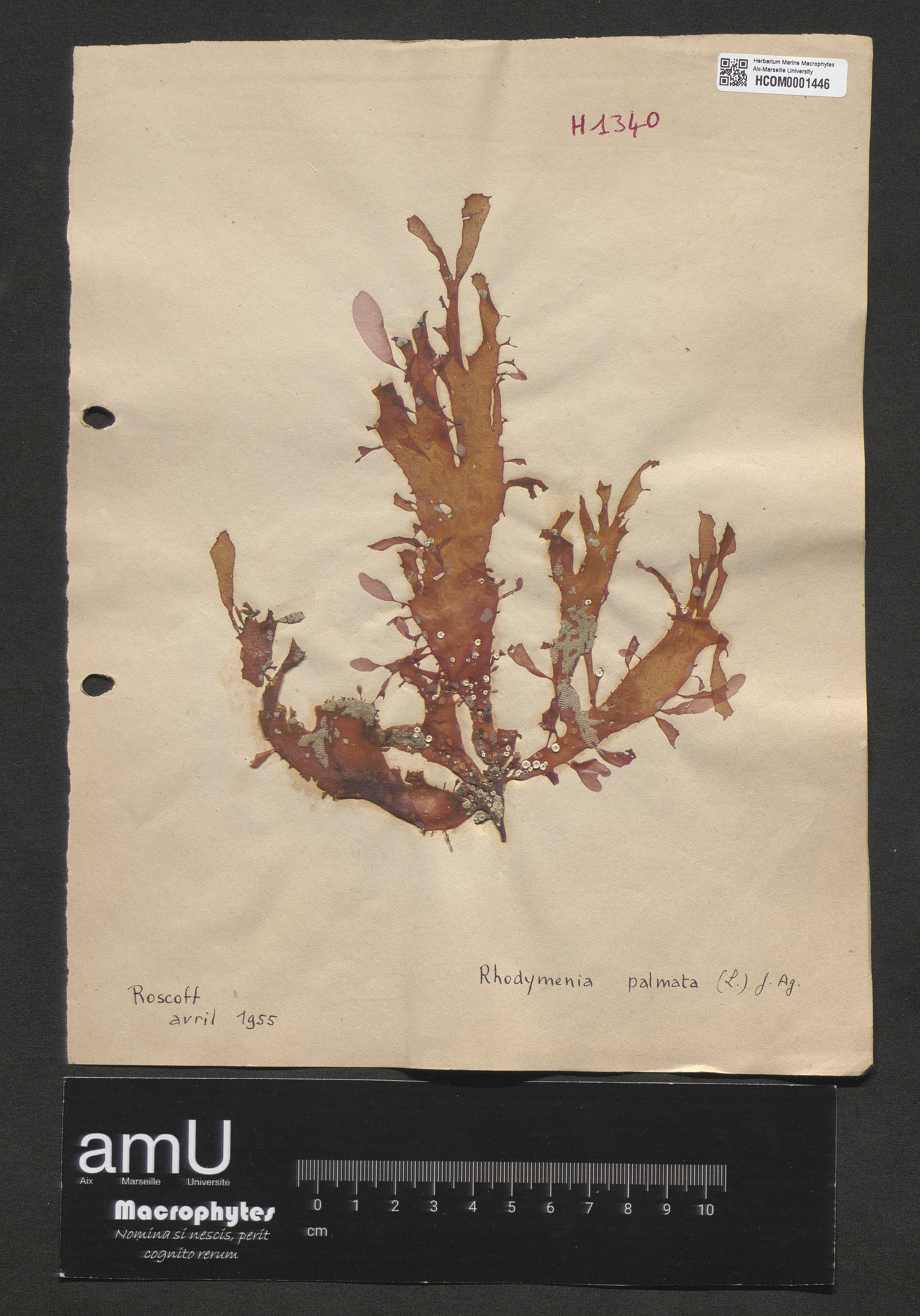 Rhodymenia palmata specimen