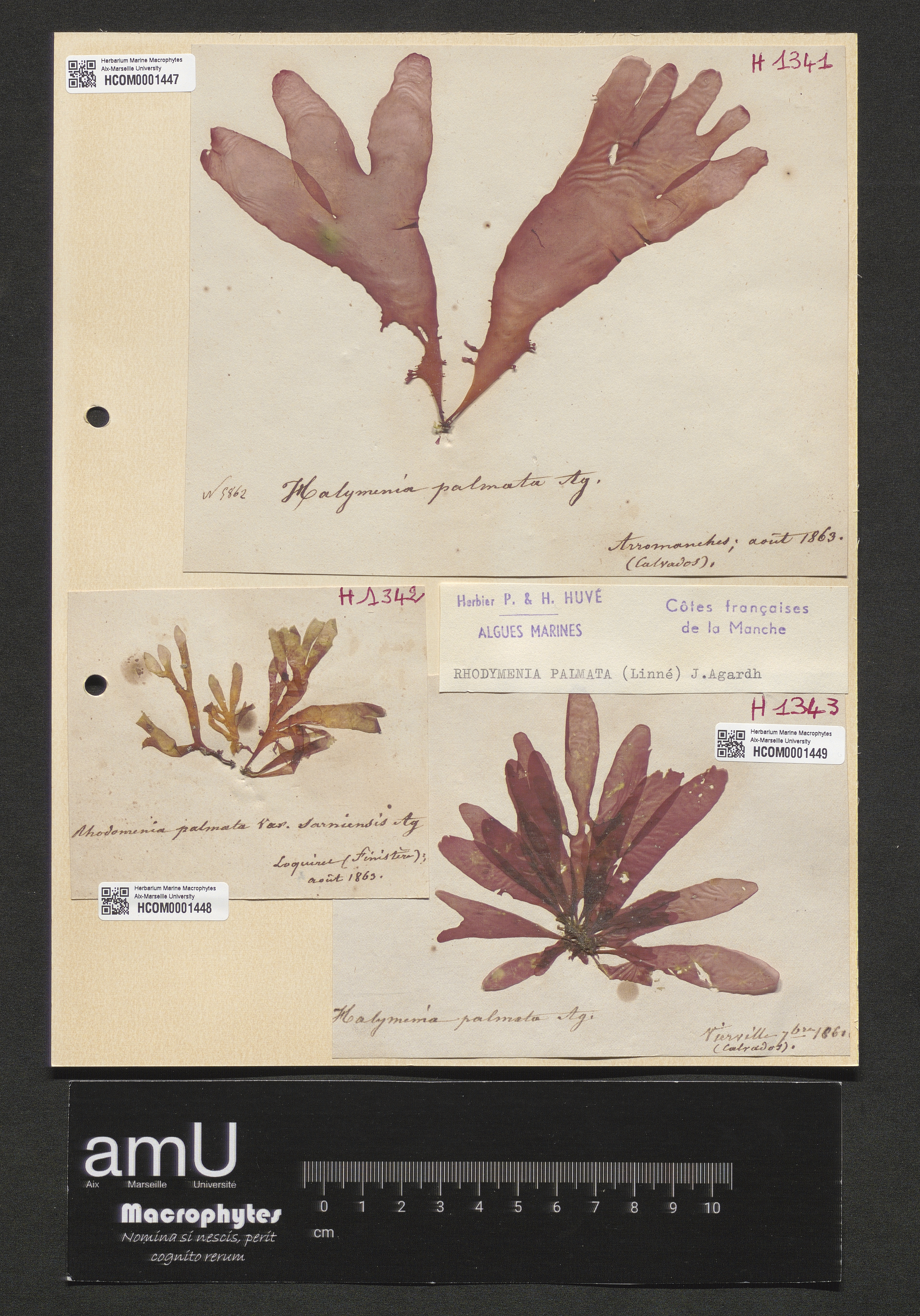 Rhodymenia palmata specimen
