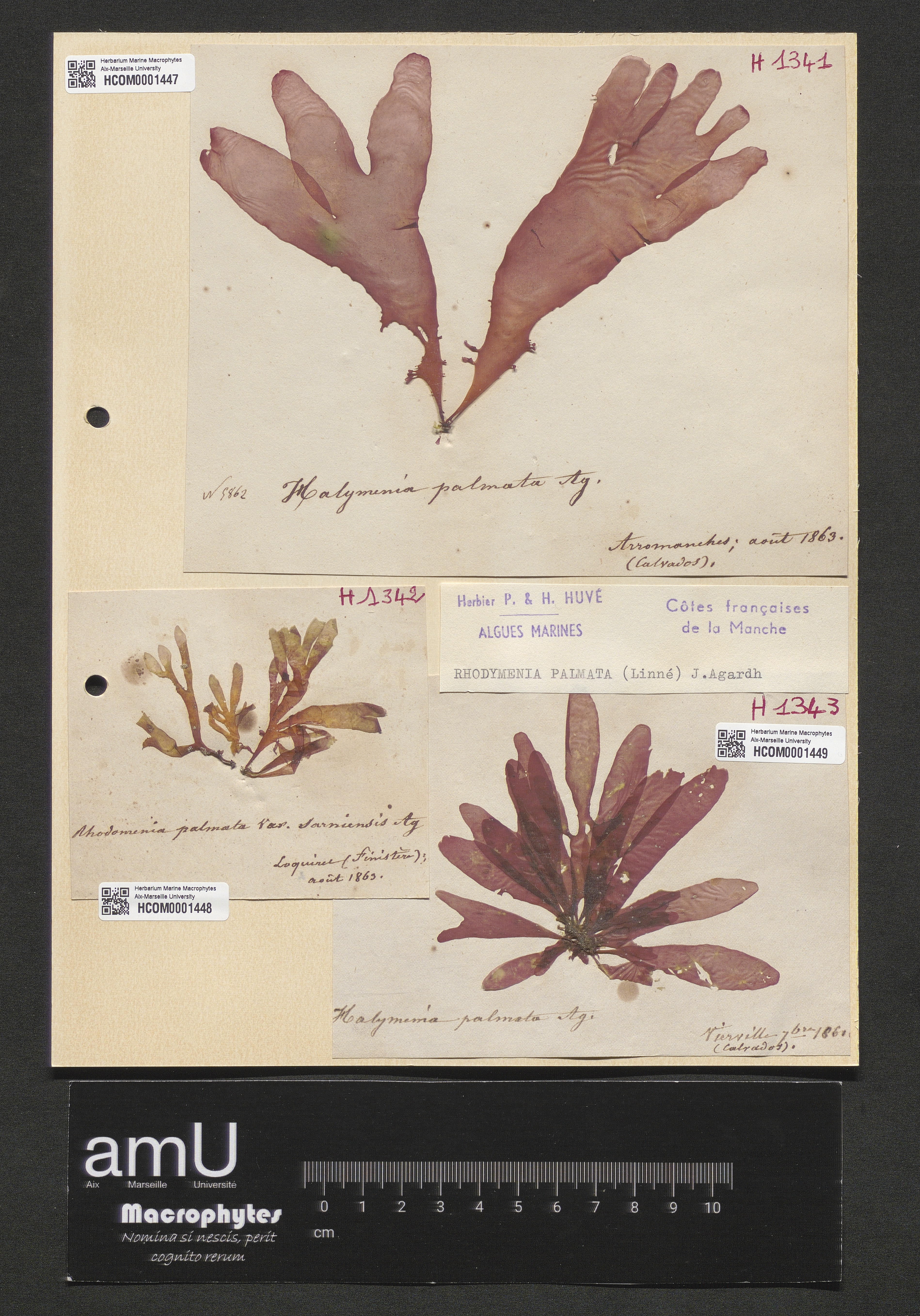 Rhodymenia palmata specimen