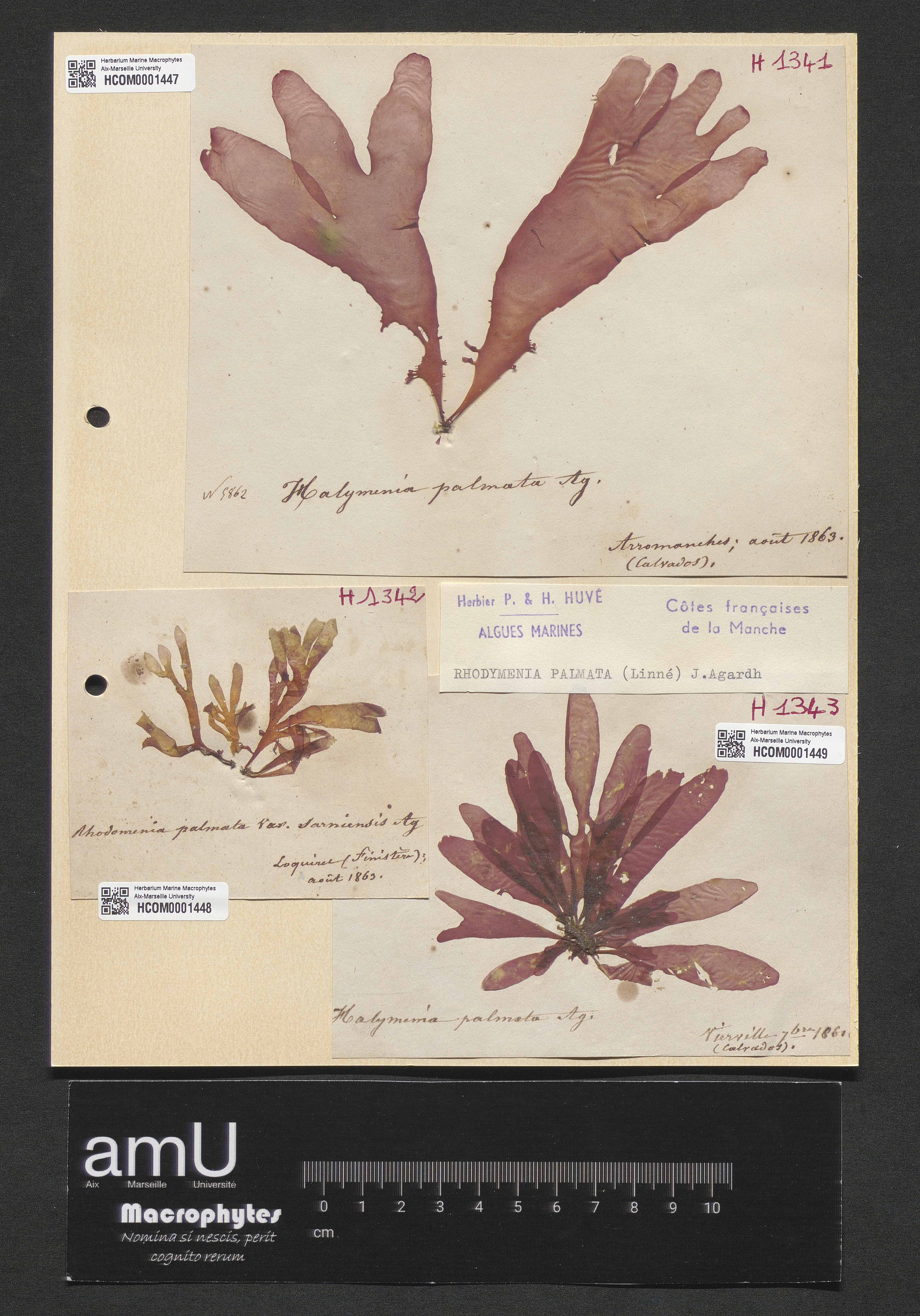 Rhodymenia palmata specimen