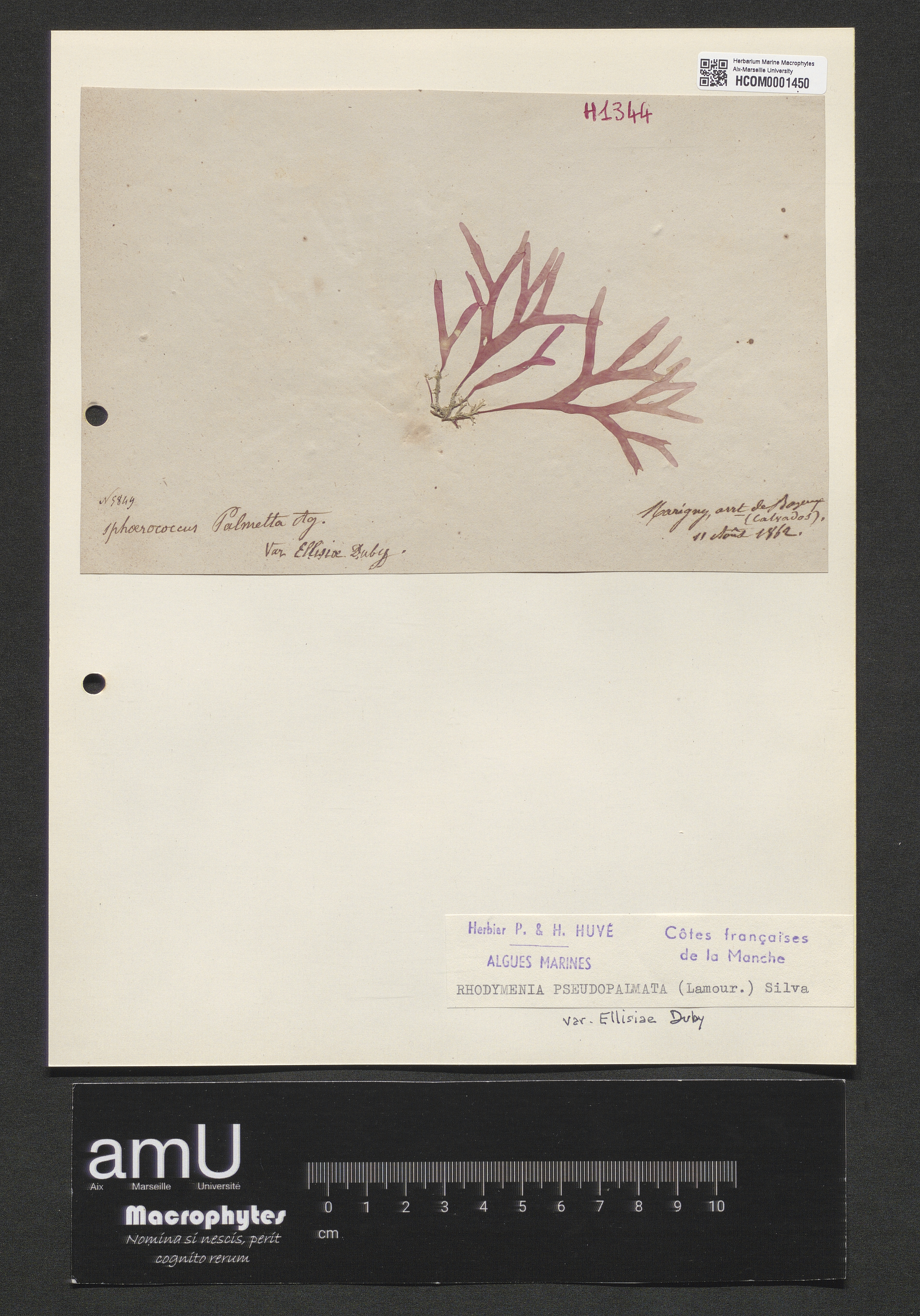 Rhodymenia pseudopalmata var. ellisiae Duby specimen
