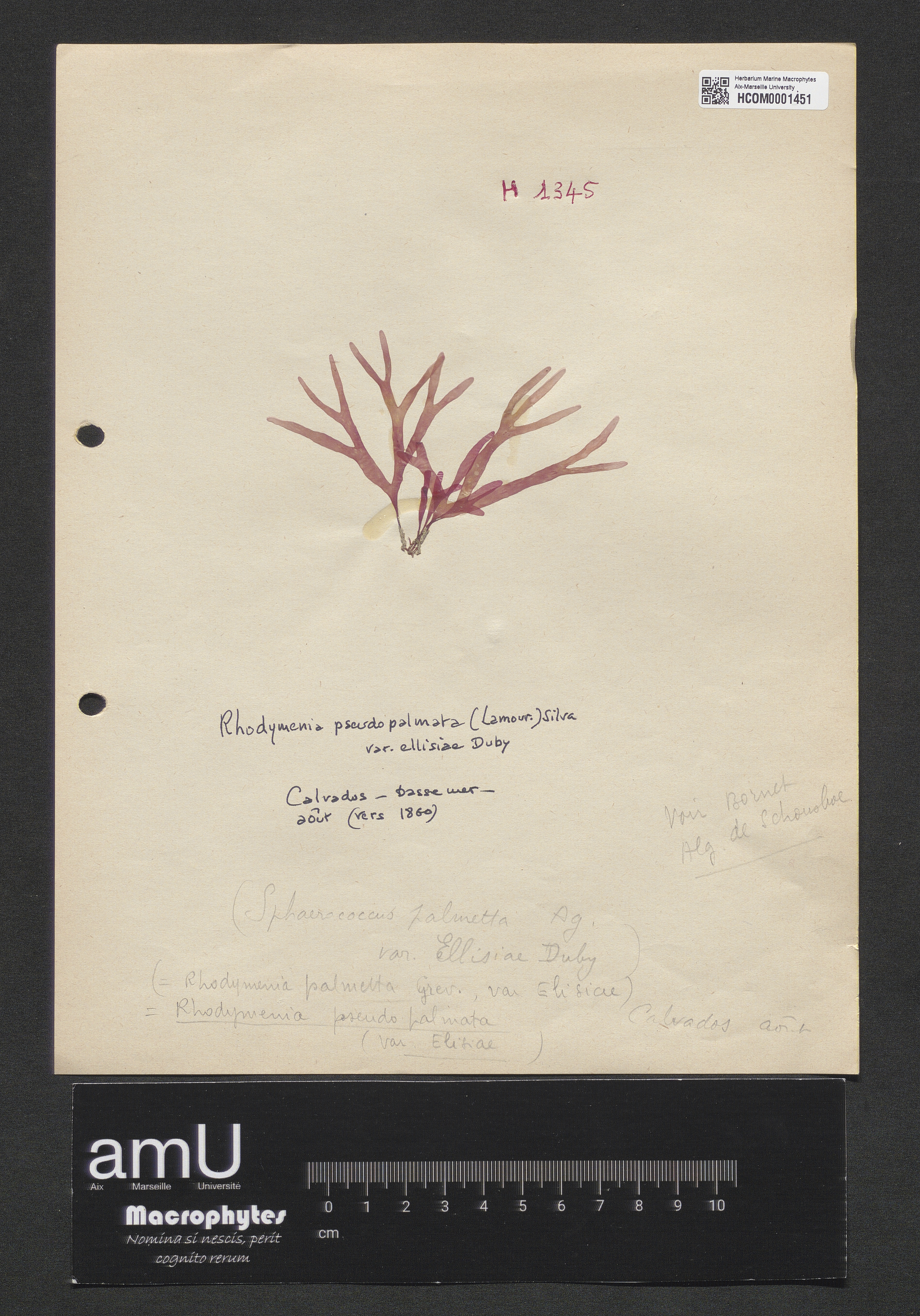 Rhodymenia pseudopalmata var. ellisiae Duby specimen