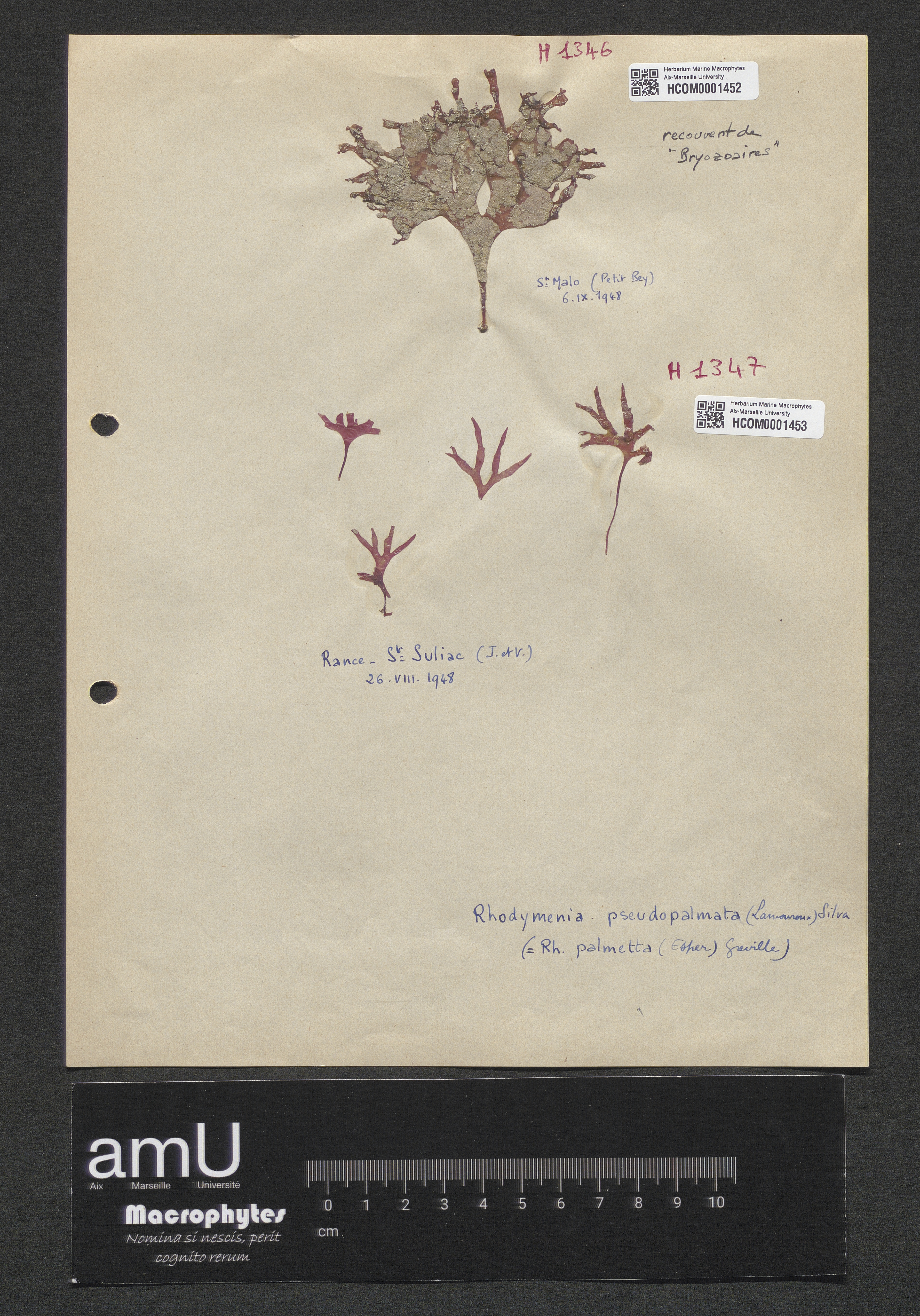 Rhodymenia pseudopalmata specimen