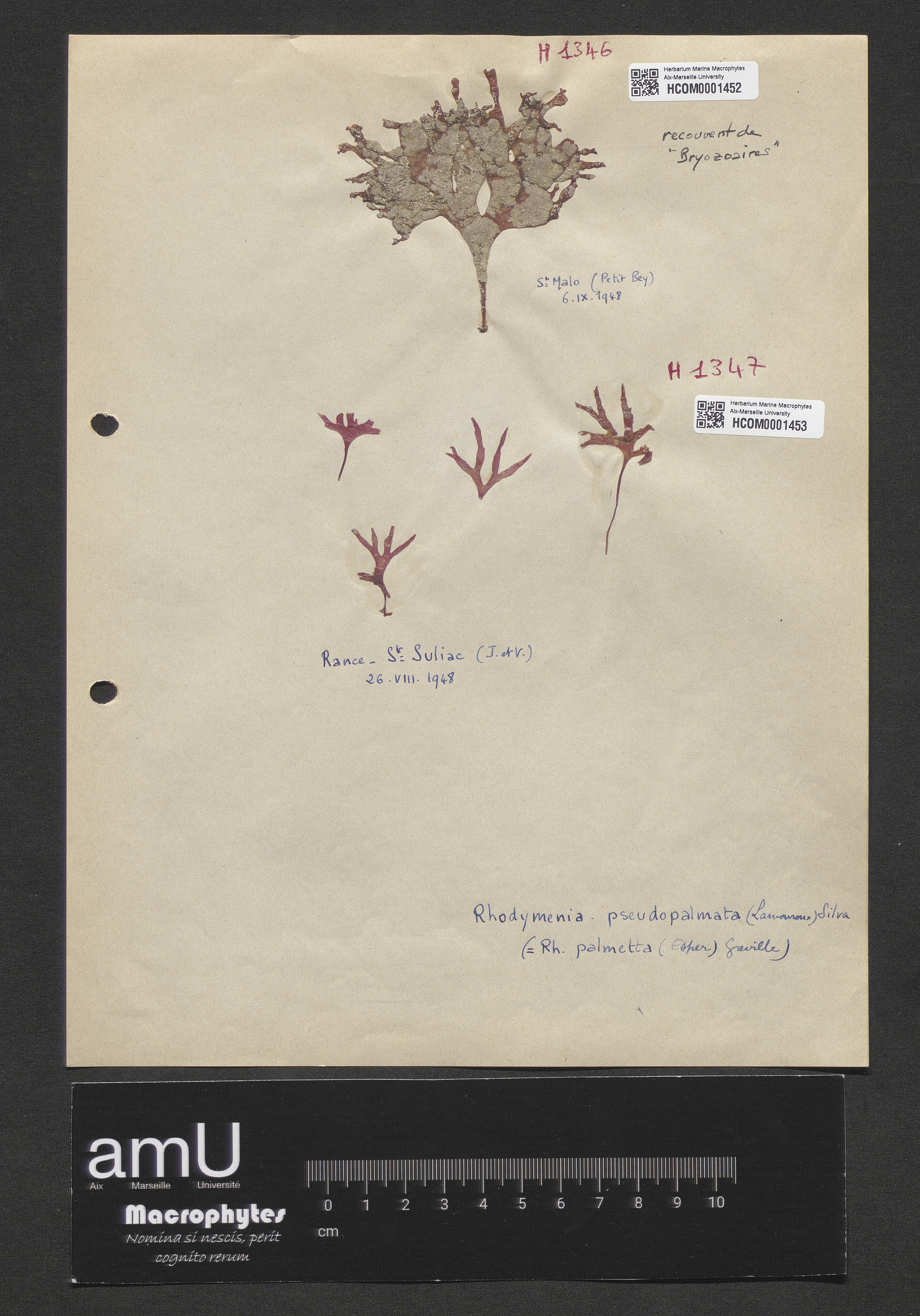 Rhodymenia pseudopalmata specimen