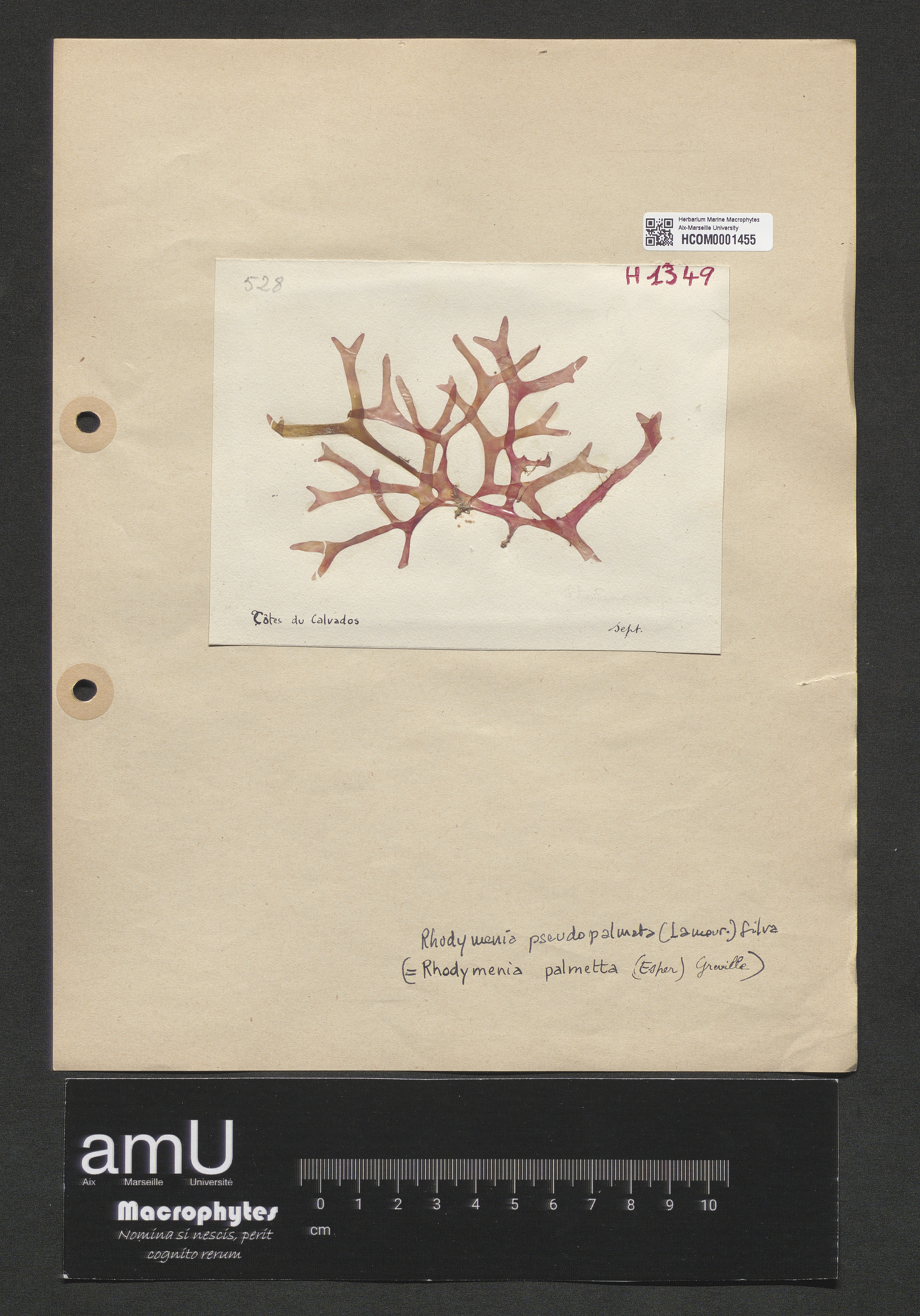 Rhodymenia pseudopalmata specimen
