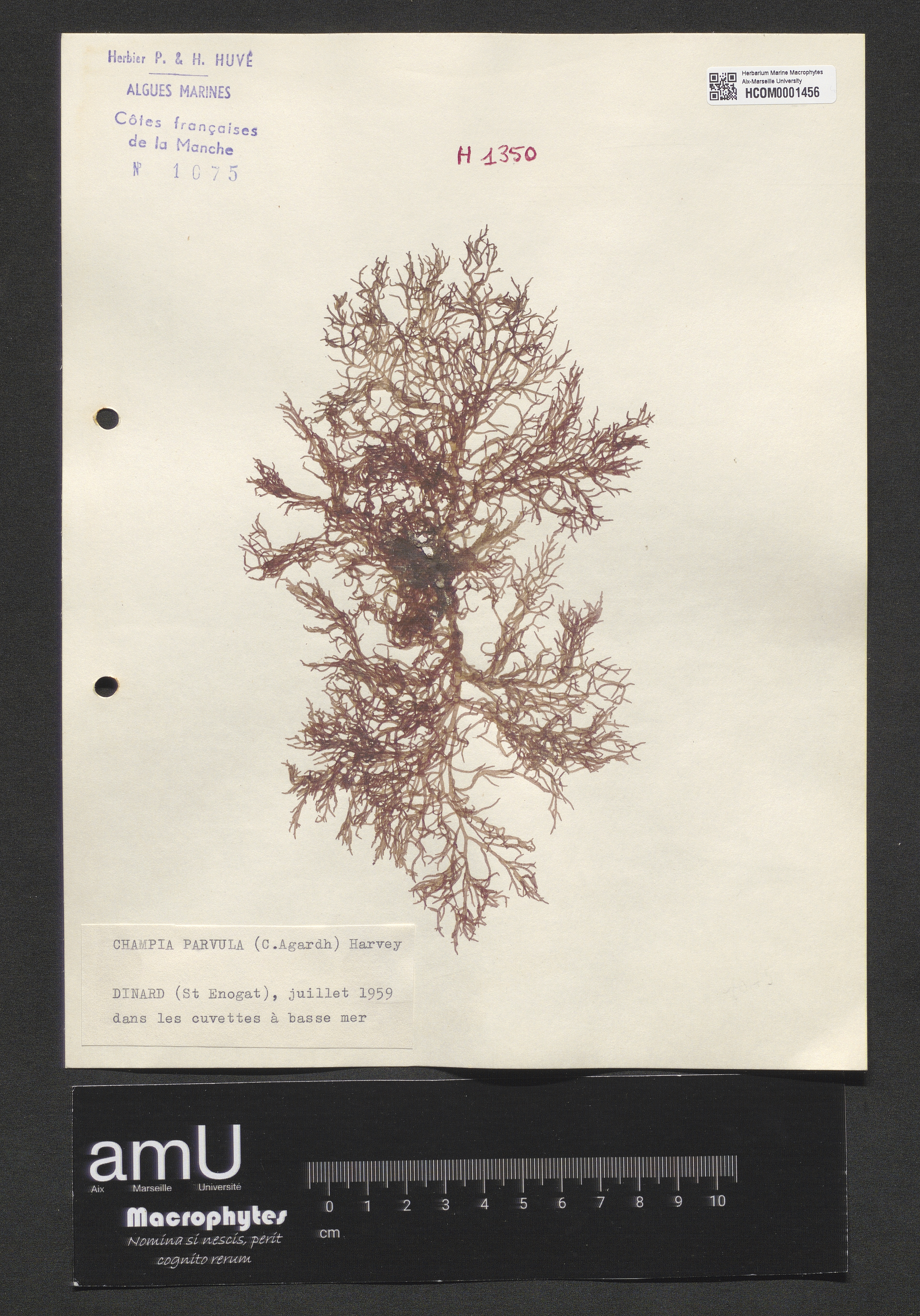 Champia parvula specimen