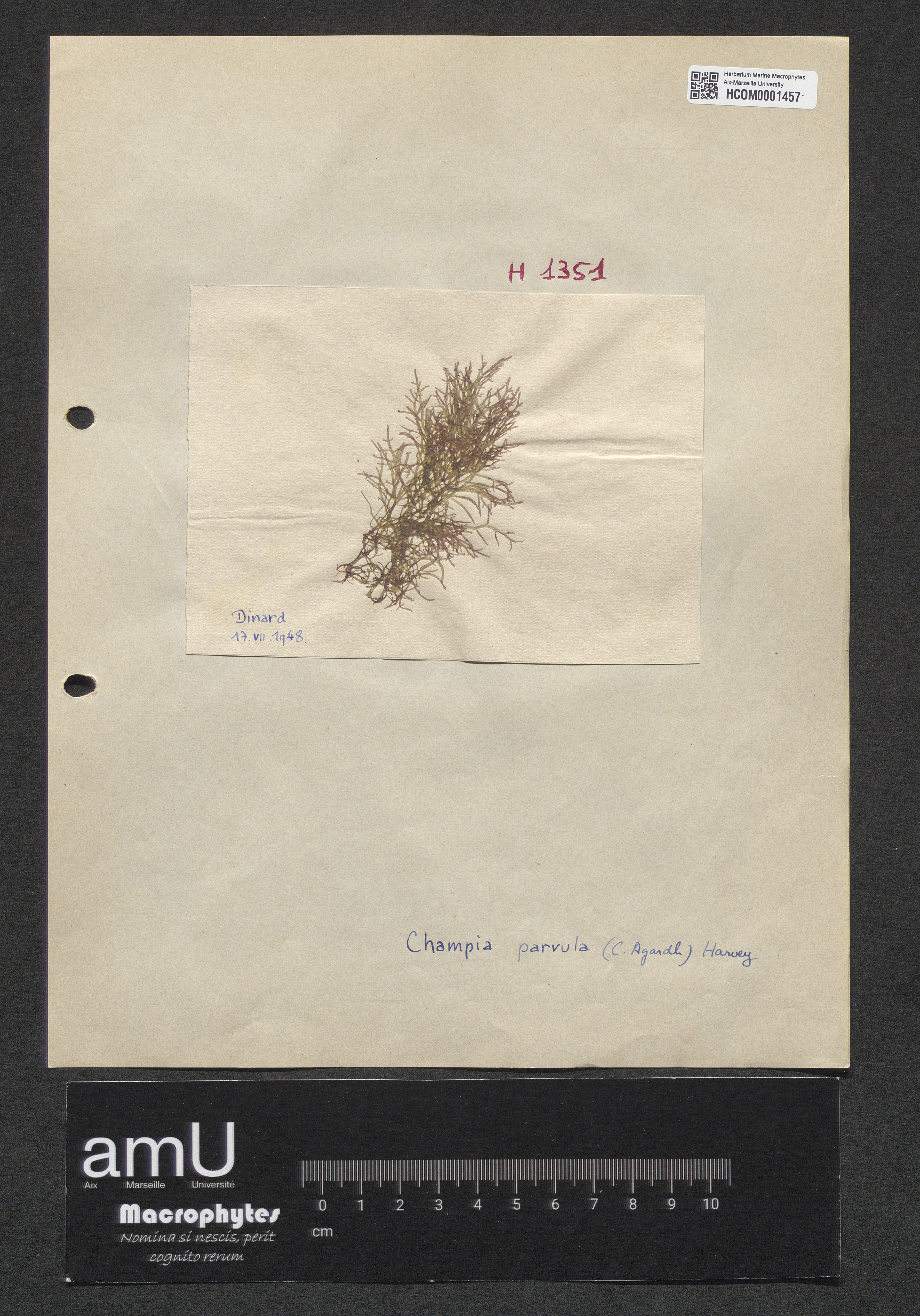 Champia parvula specimen