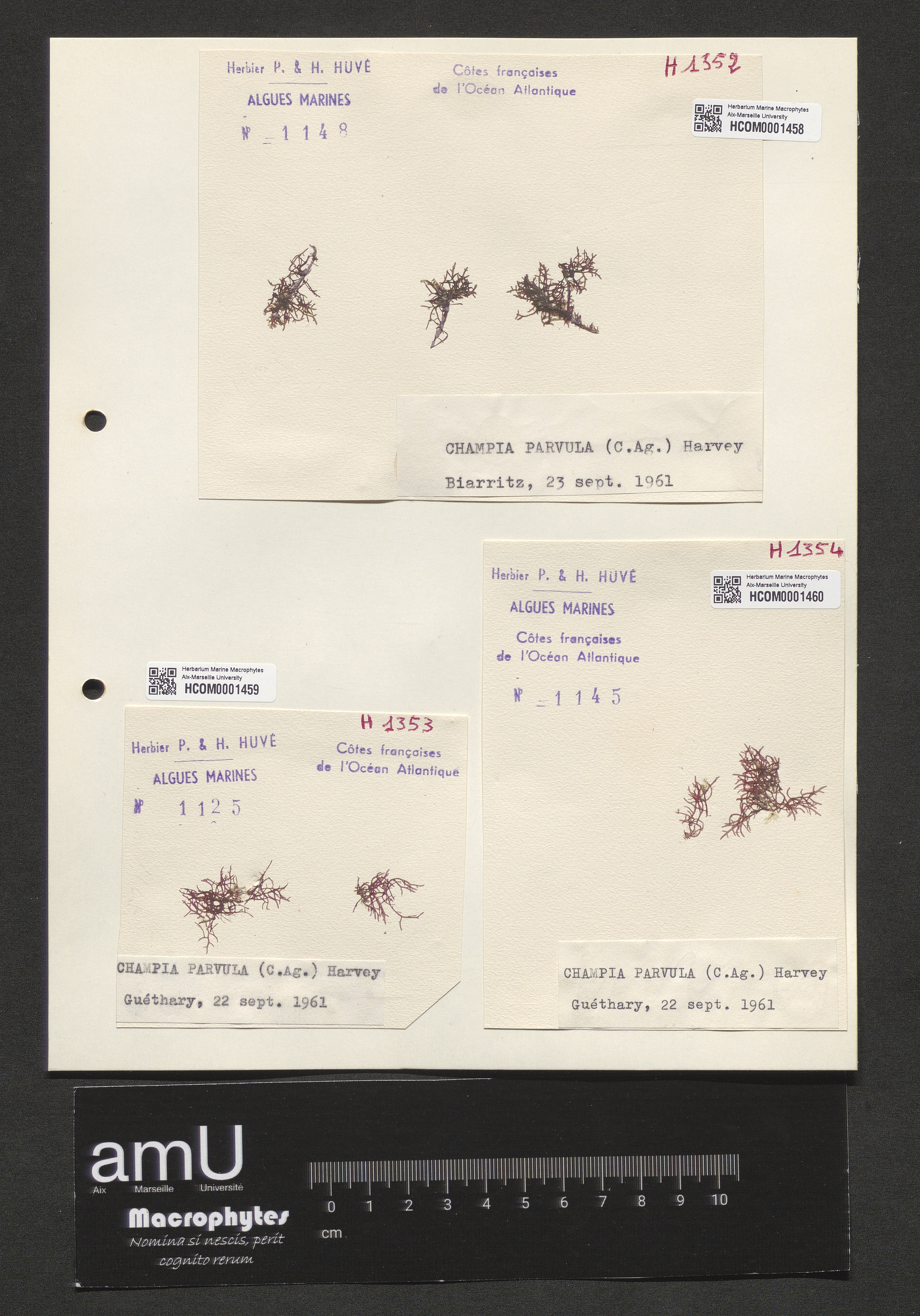 Champia parvula specimen
