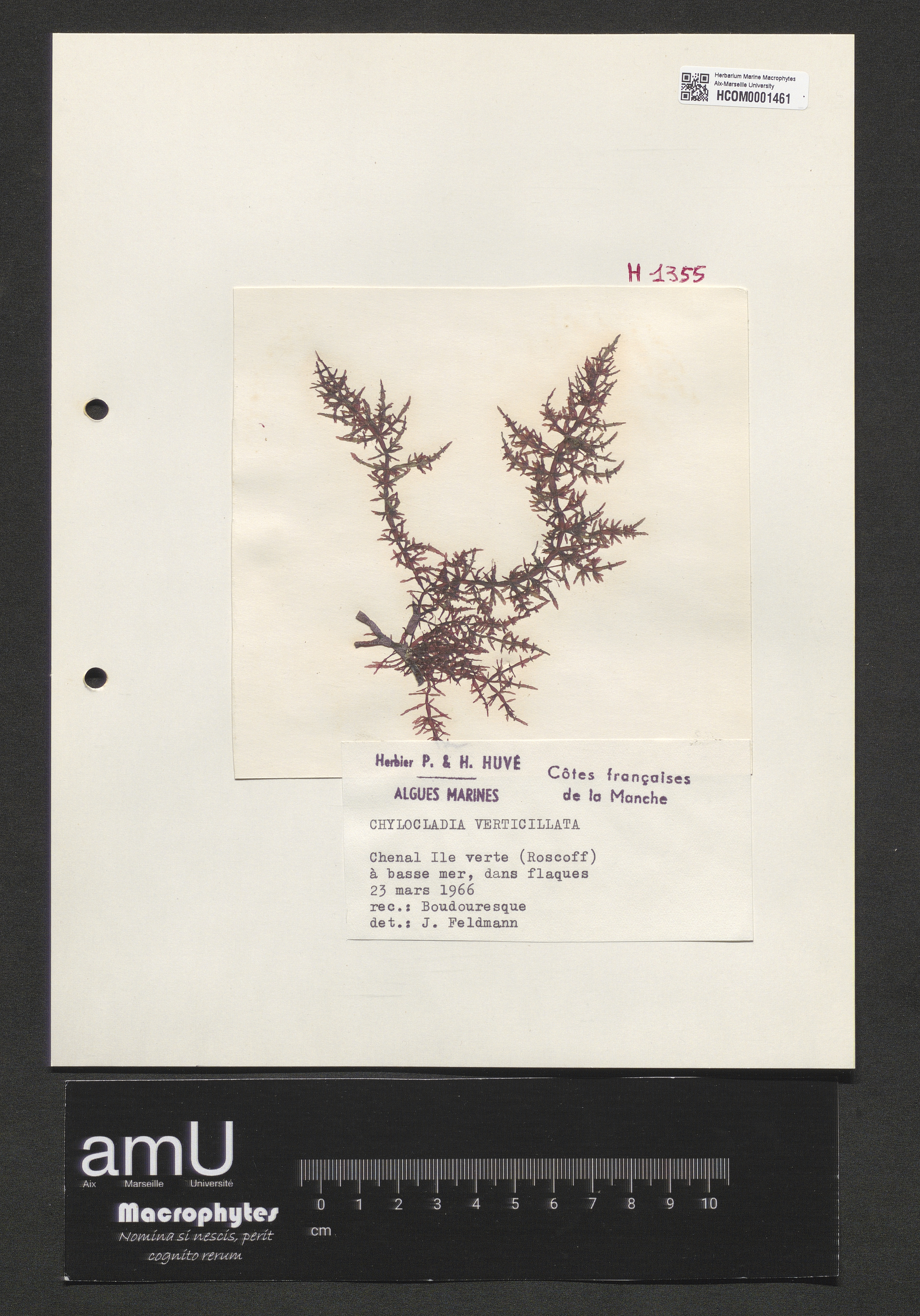 Chylocladia verticillata specimen