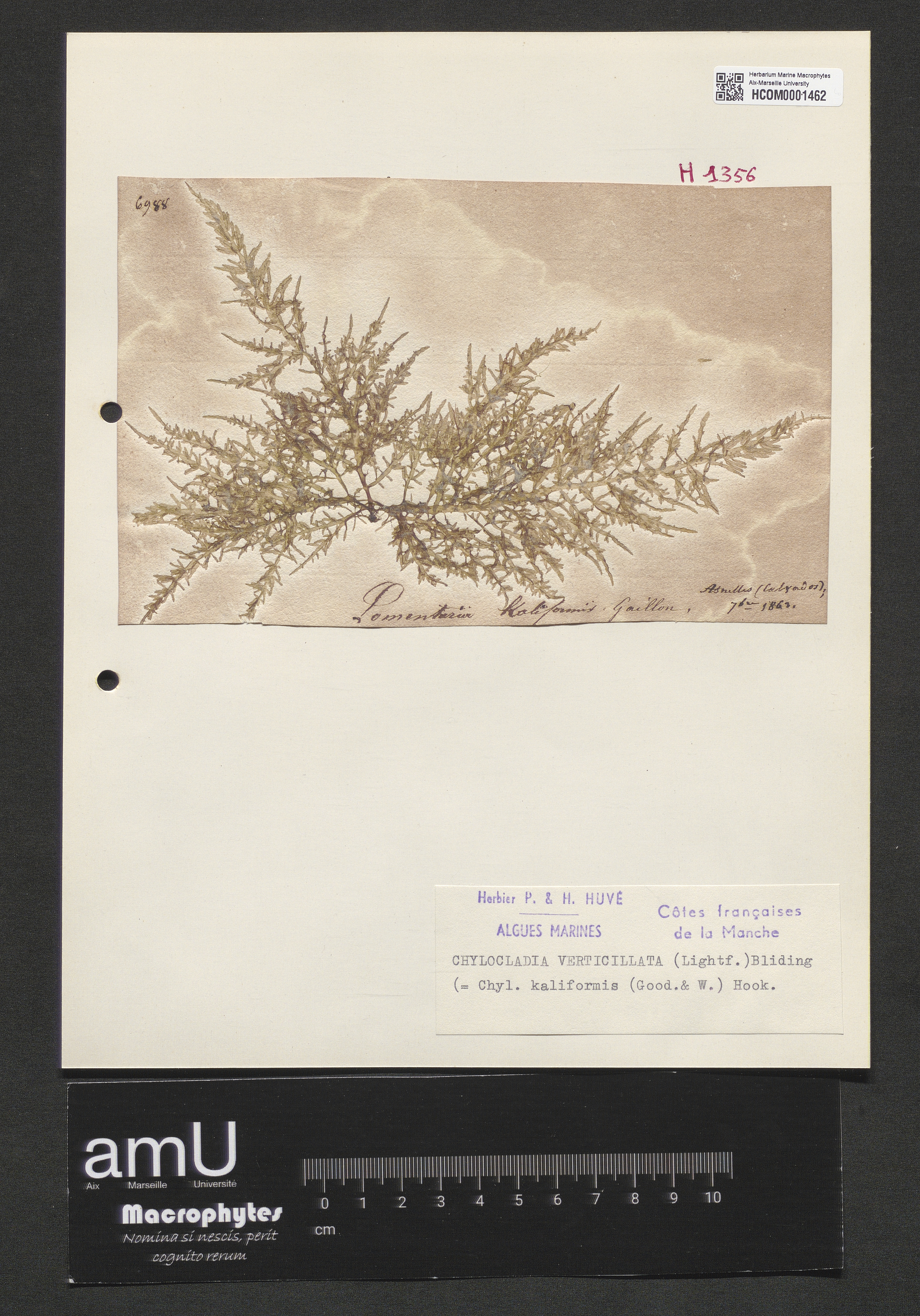 Chylocladia verticillata specimen