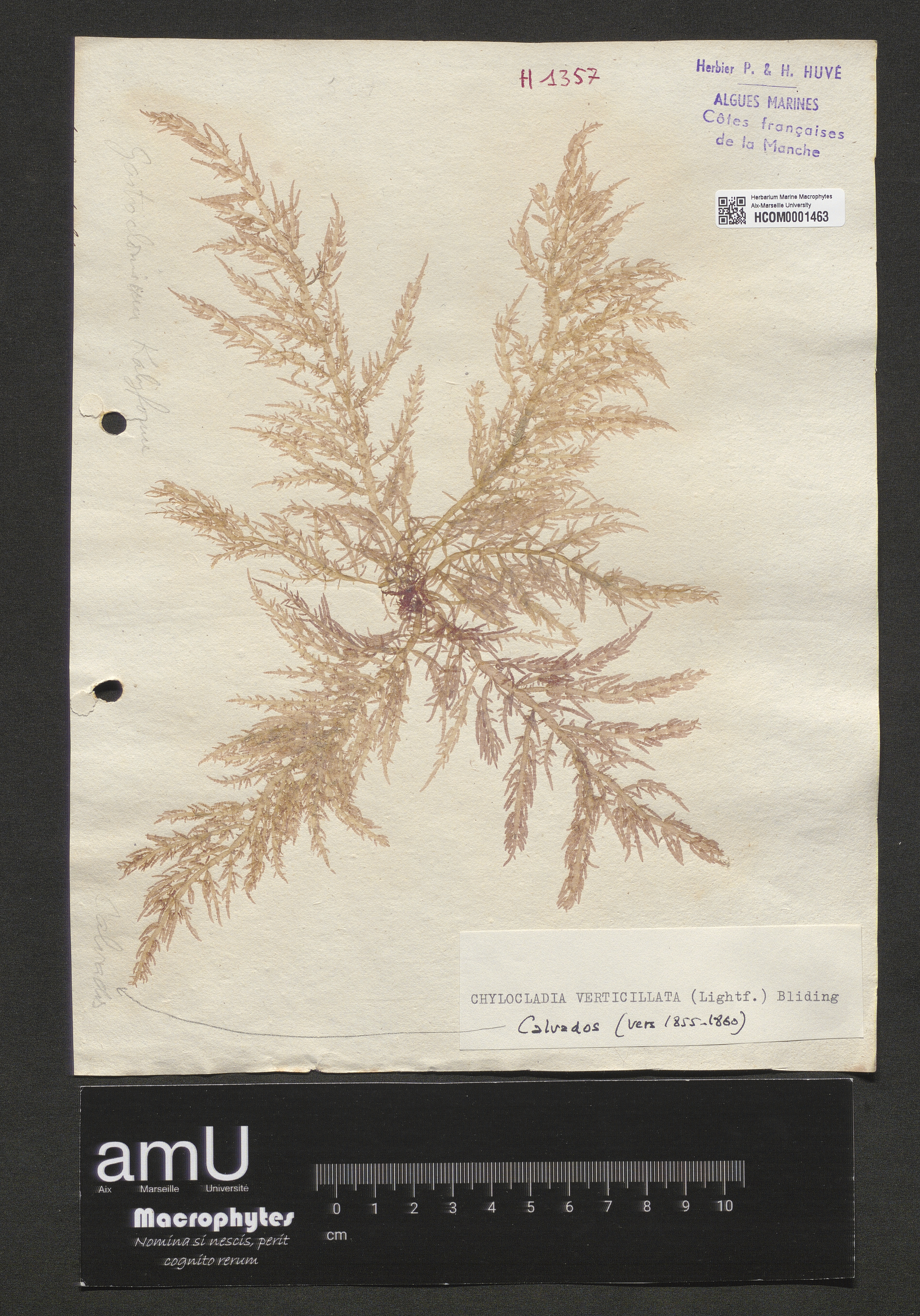 Chylocladia verticillata specimen