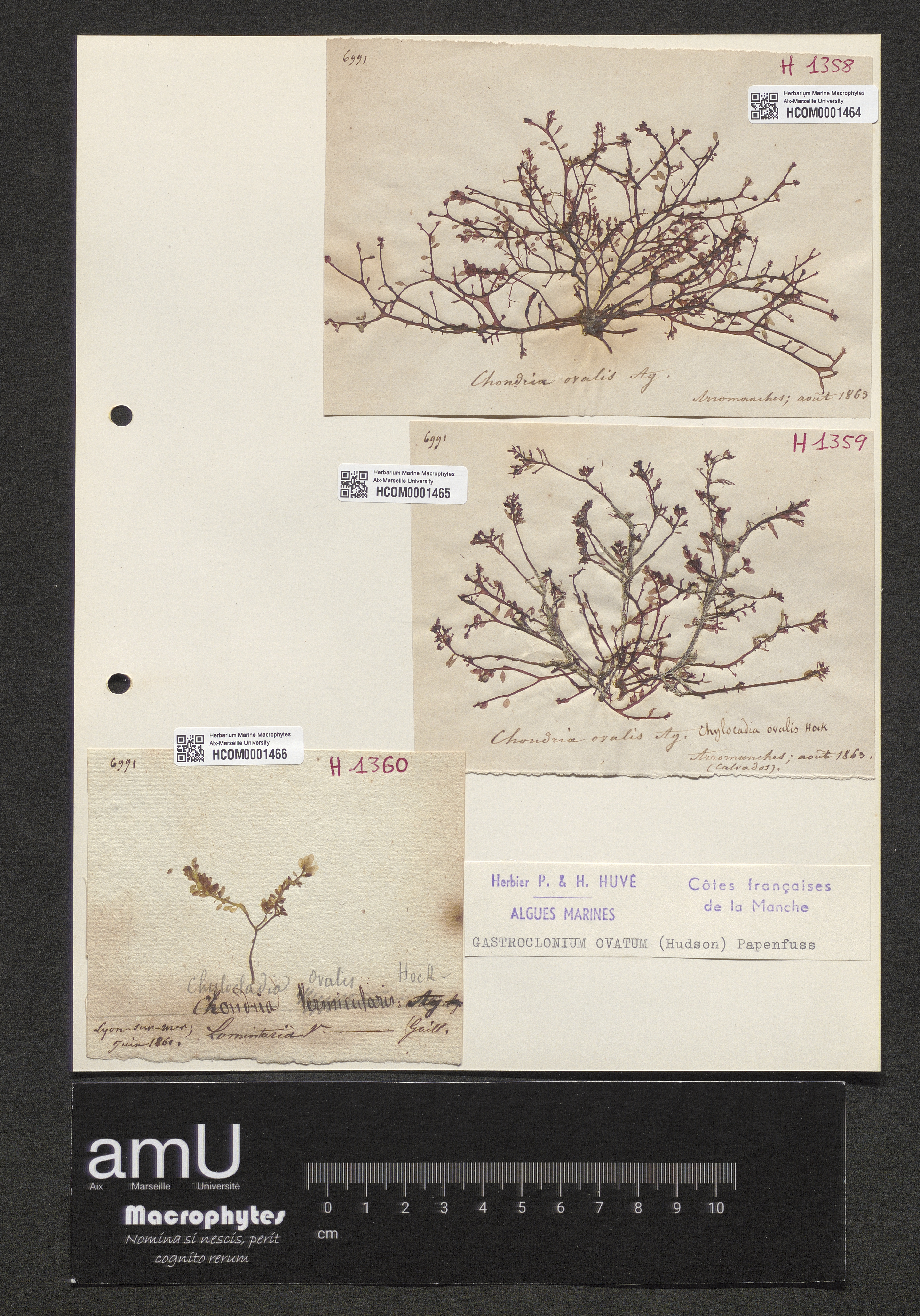 Gastroclonium ovatum specimen