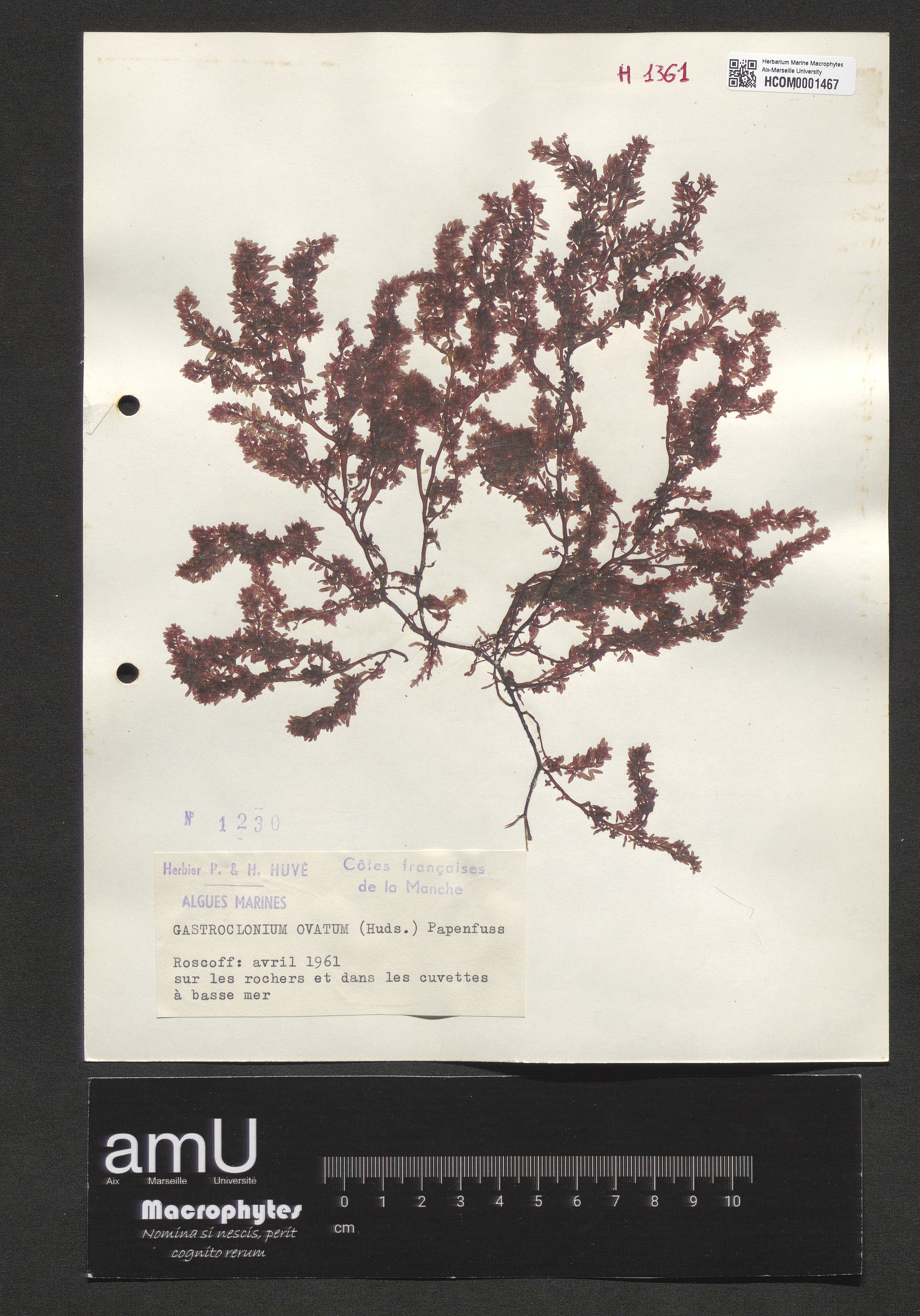 Gastroclonium ovatum specimen
