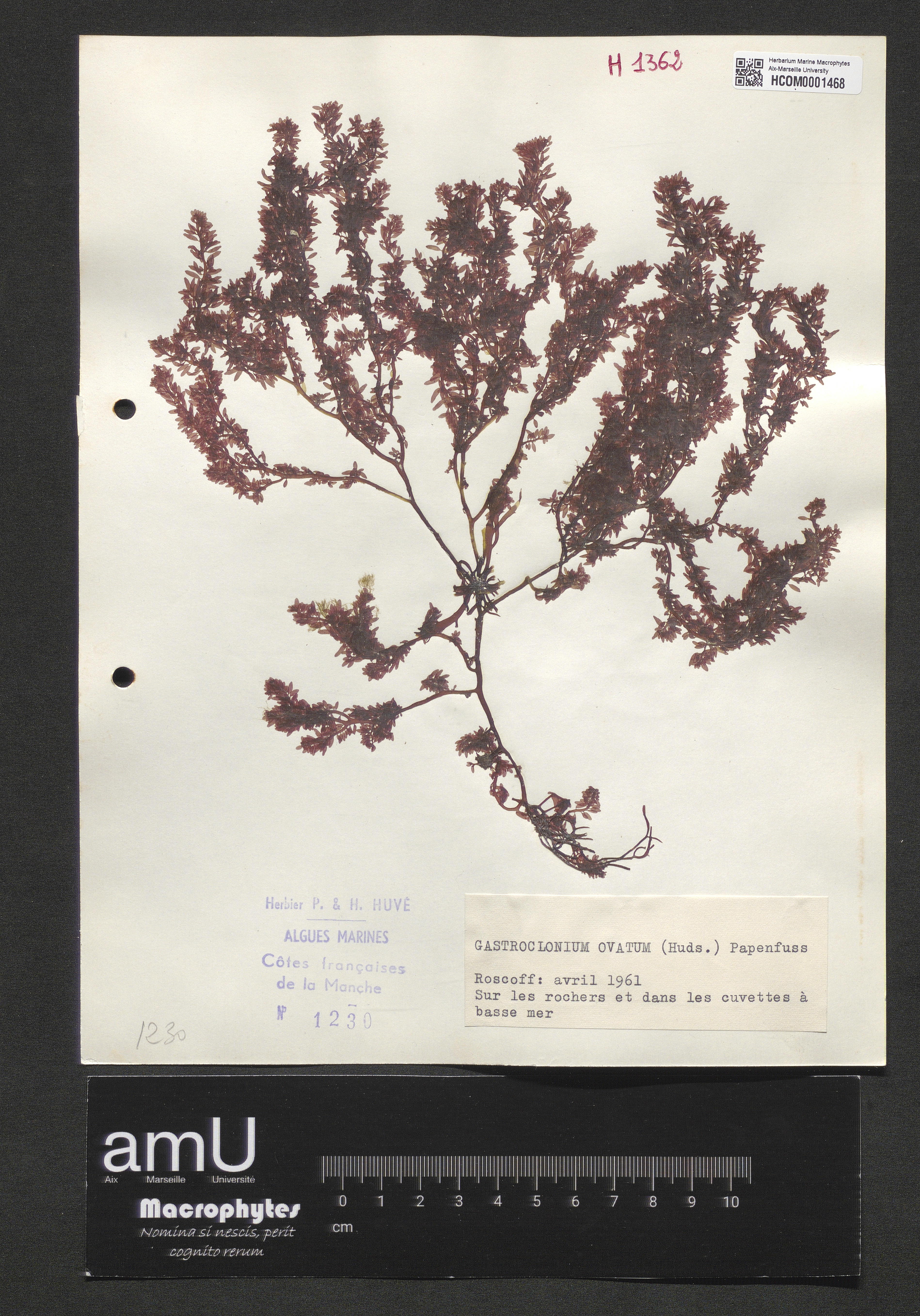 Gastroclonium ovatum specimen