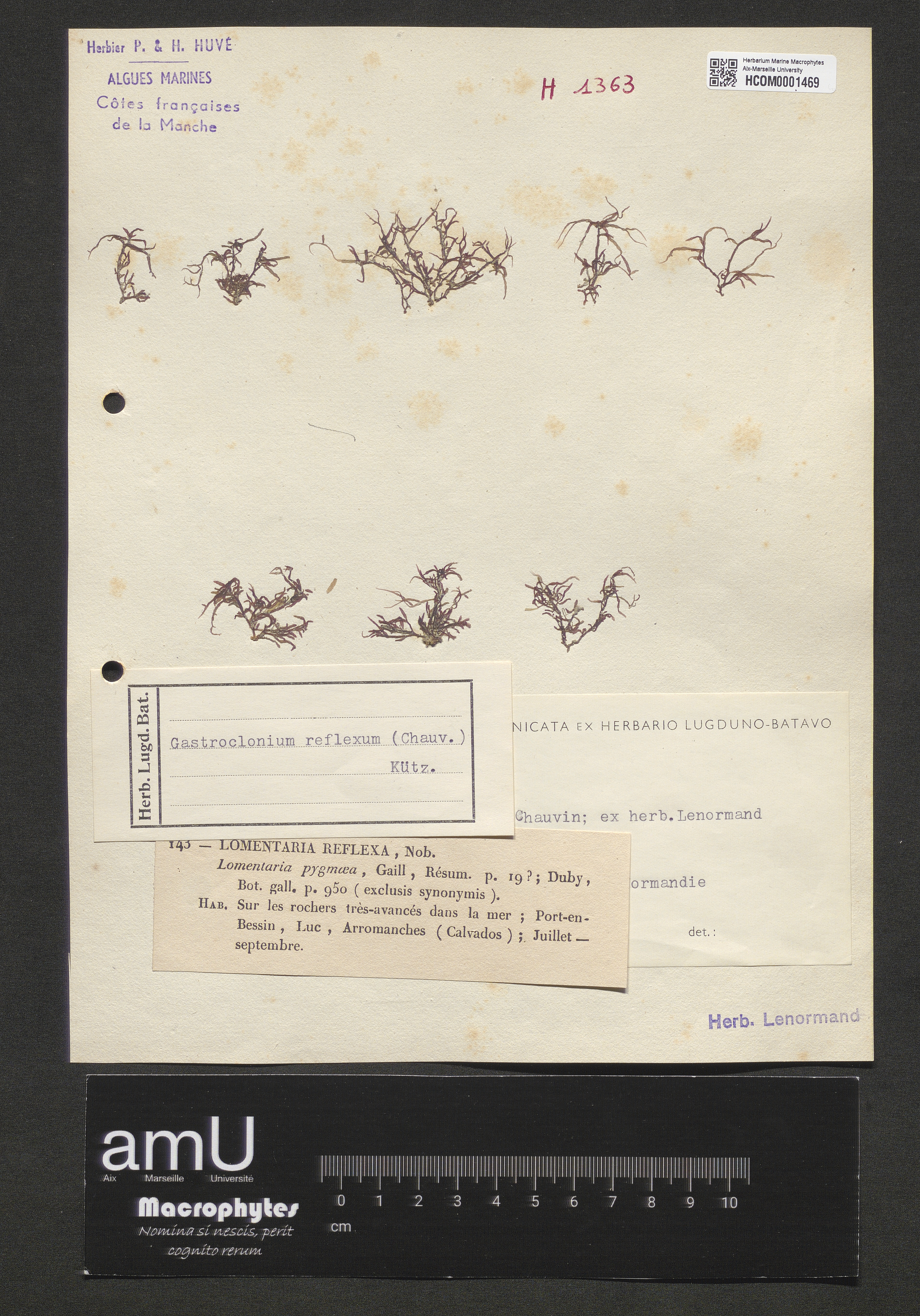 Gastroclonium reflexum specimen