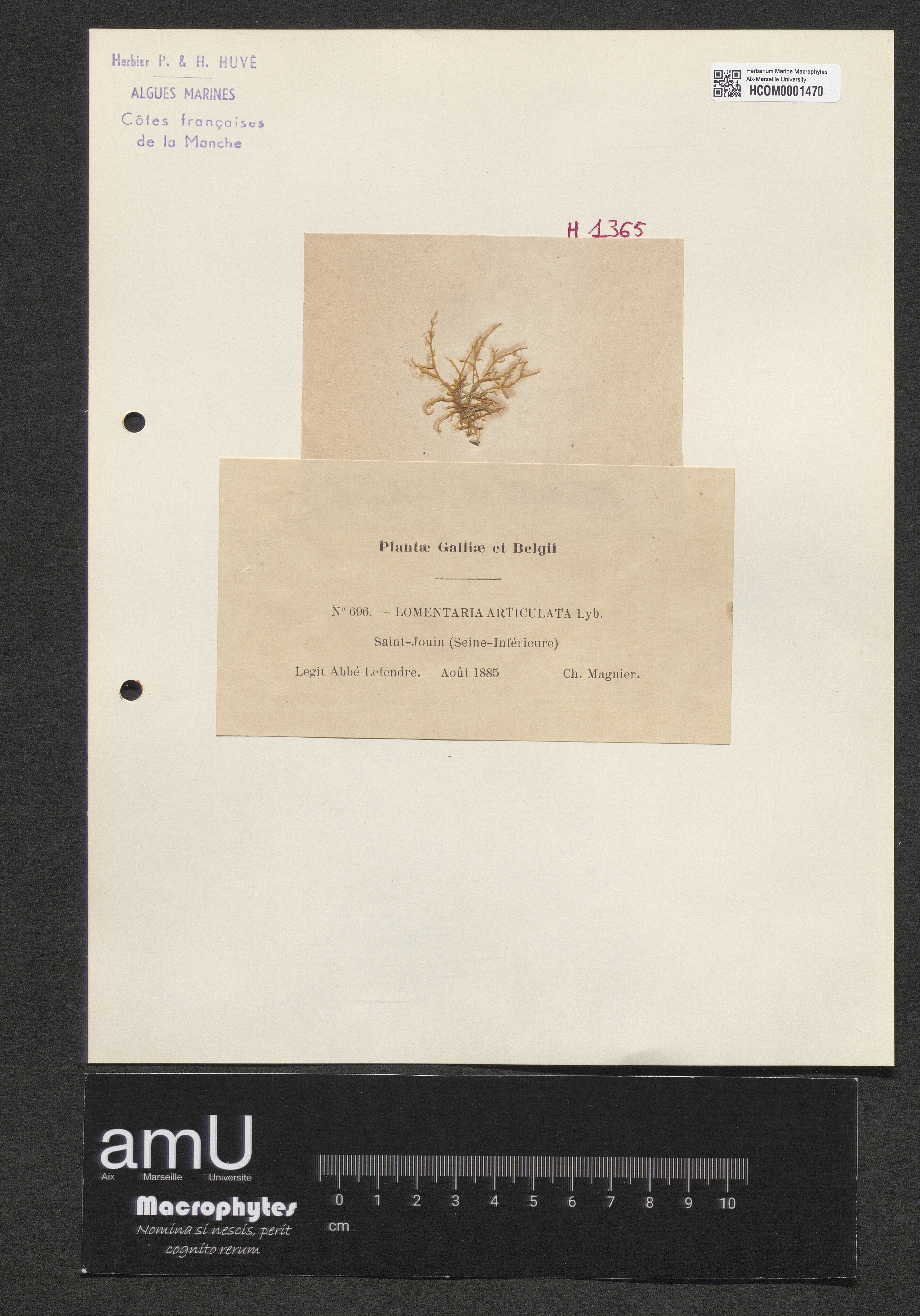 Lomentaria articulata specimen