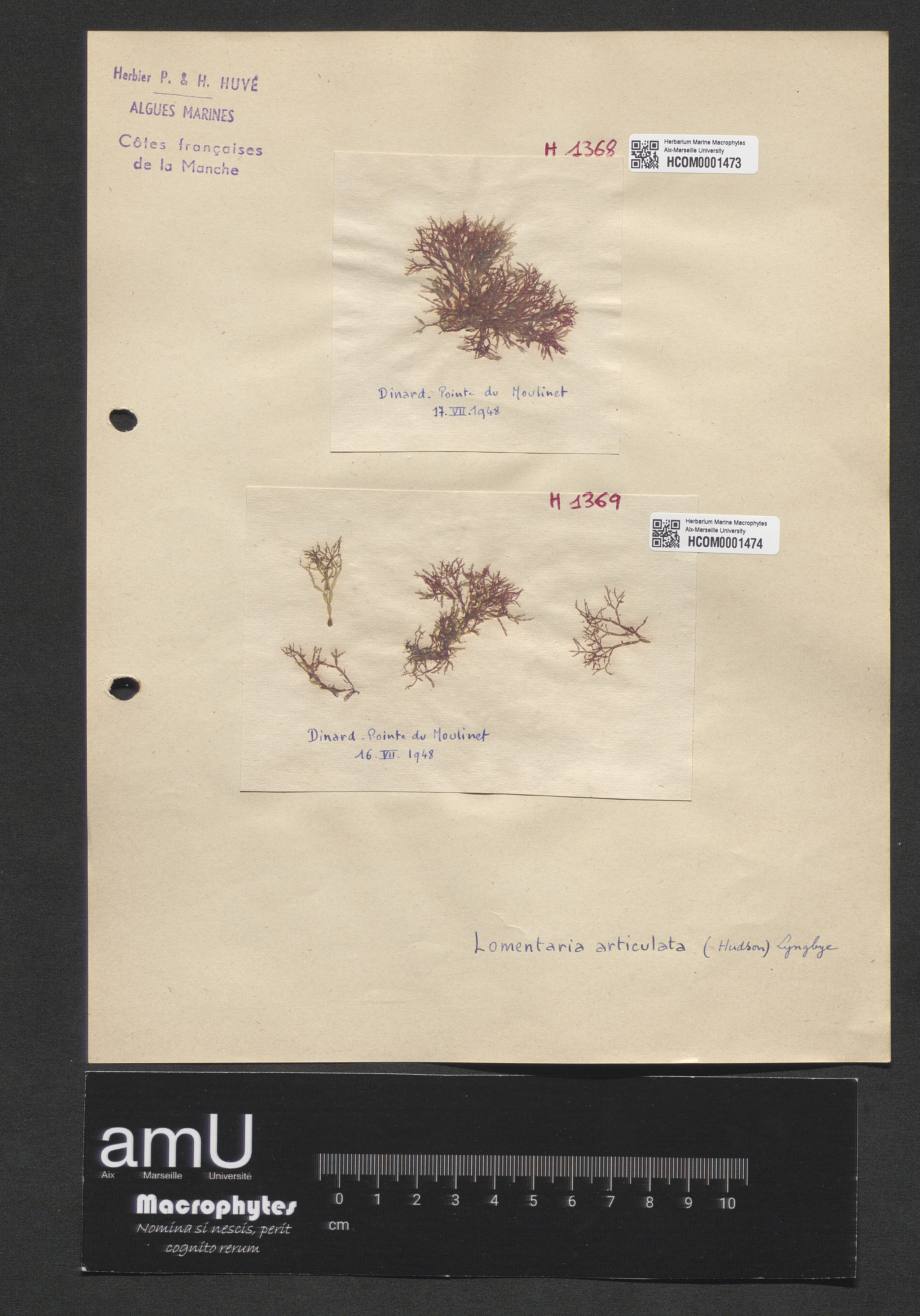 Lomentaria articulata specimen