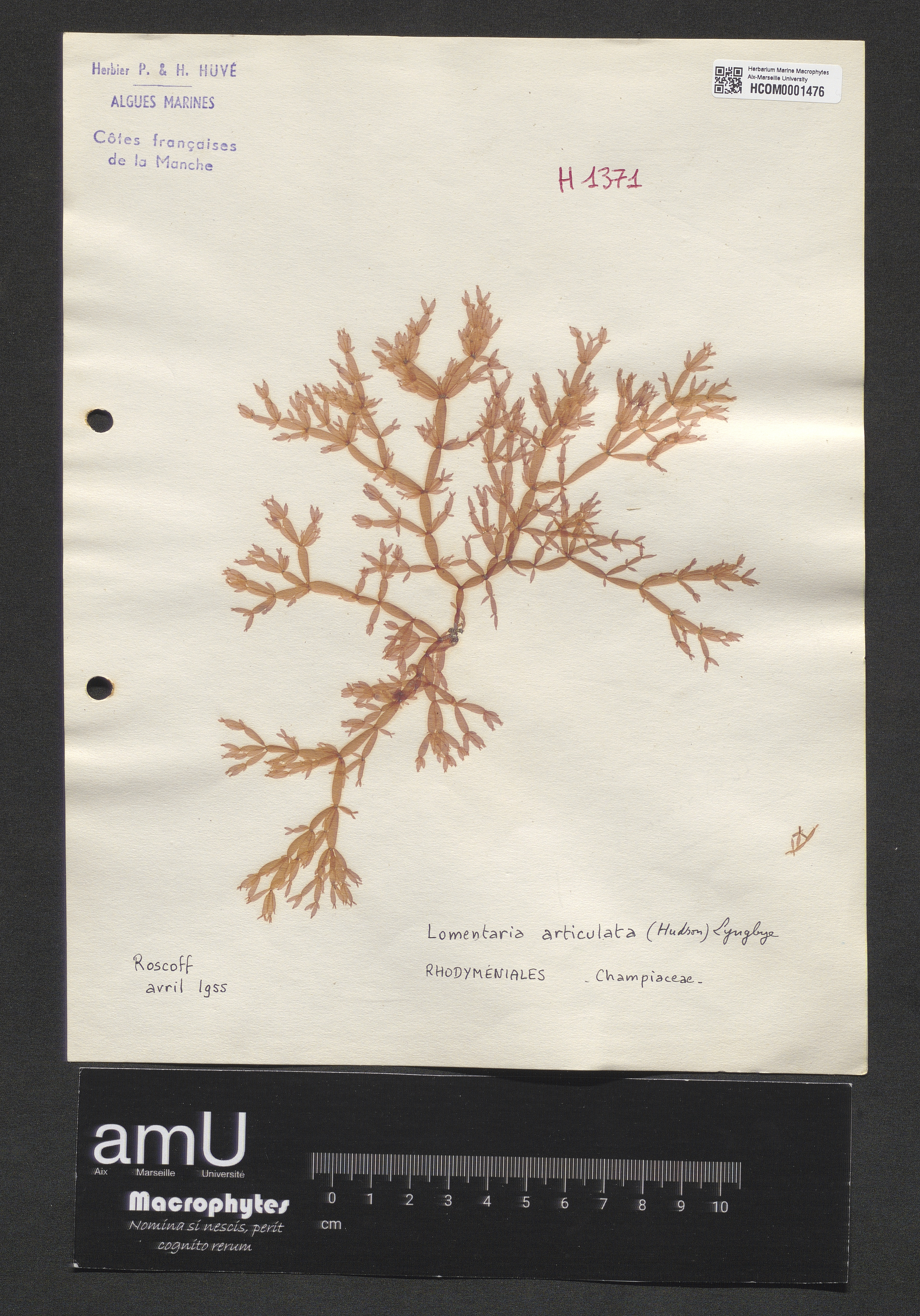 Lomentaria articulata specimen
