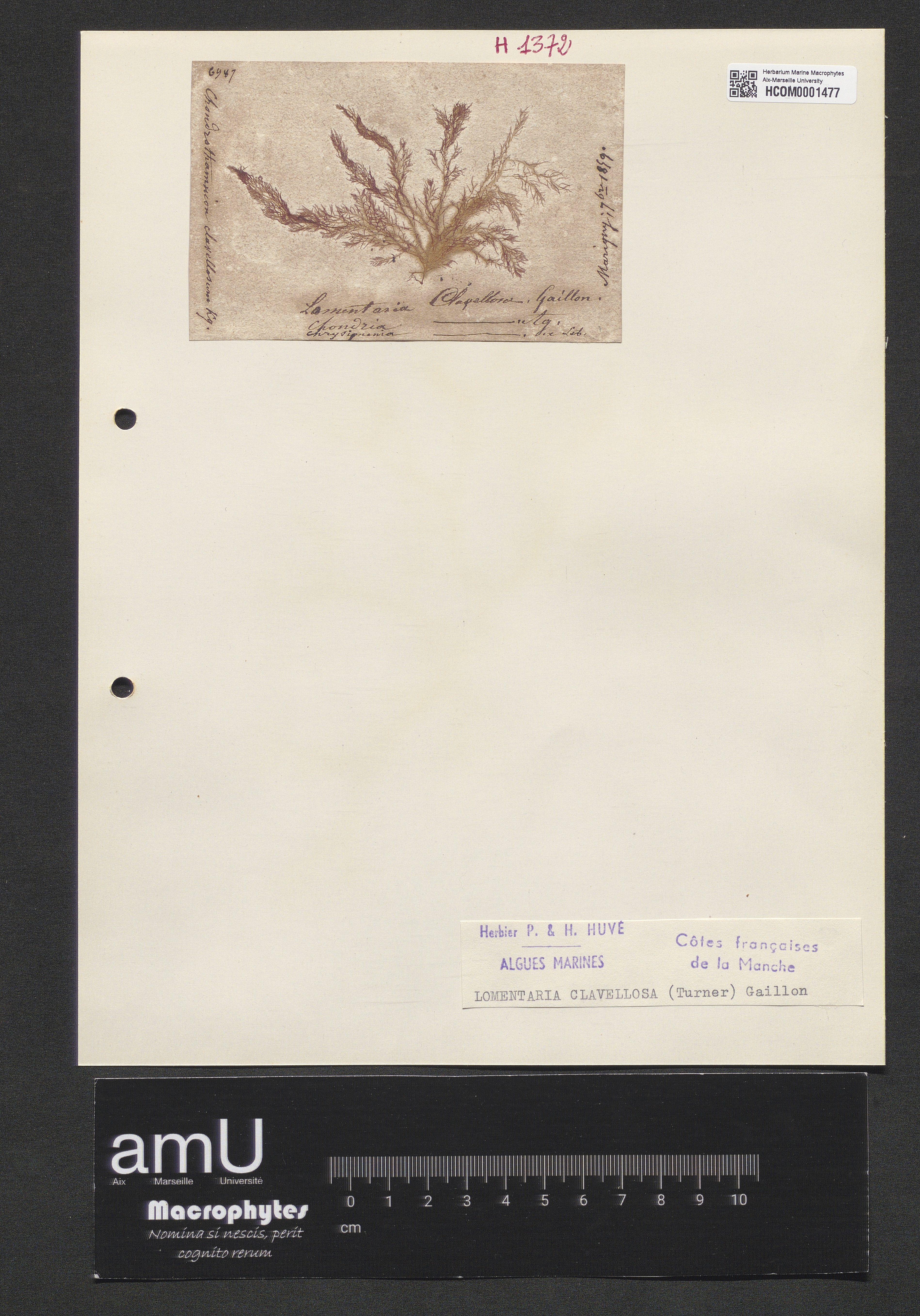 Lomentaria clavellosa specimen