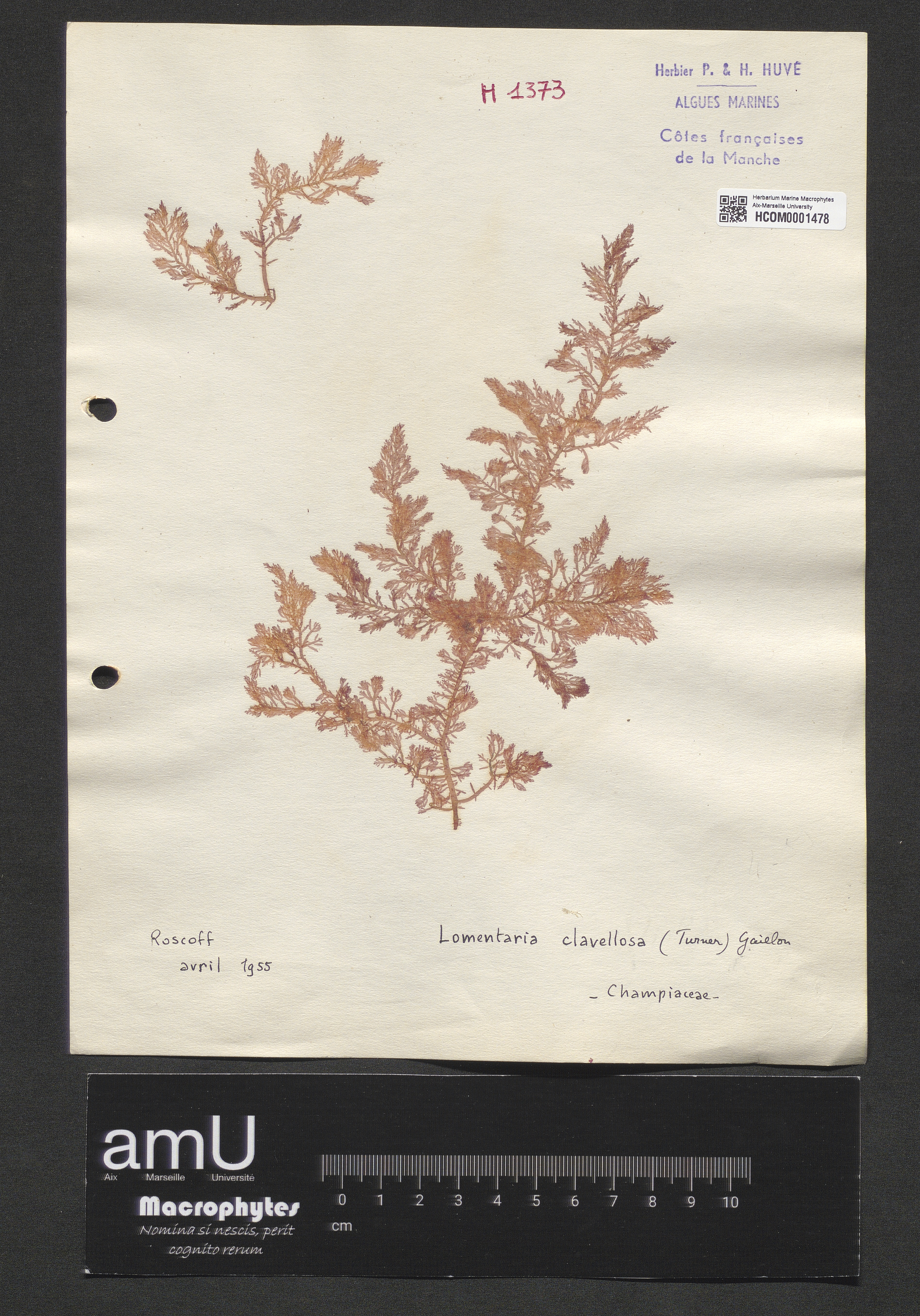 Lomentaria clavellosa specimen