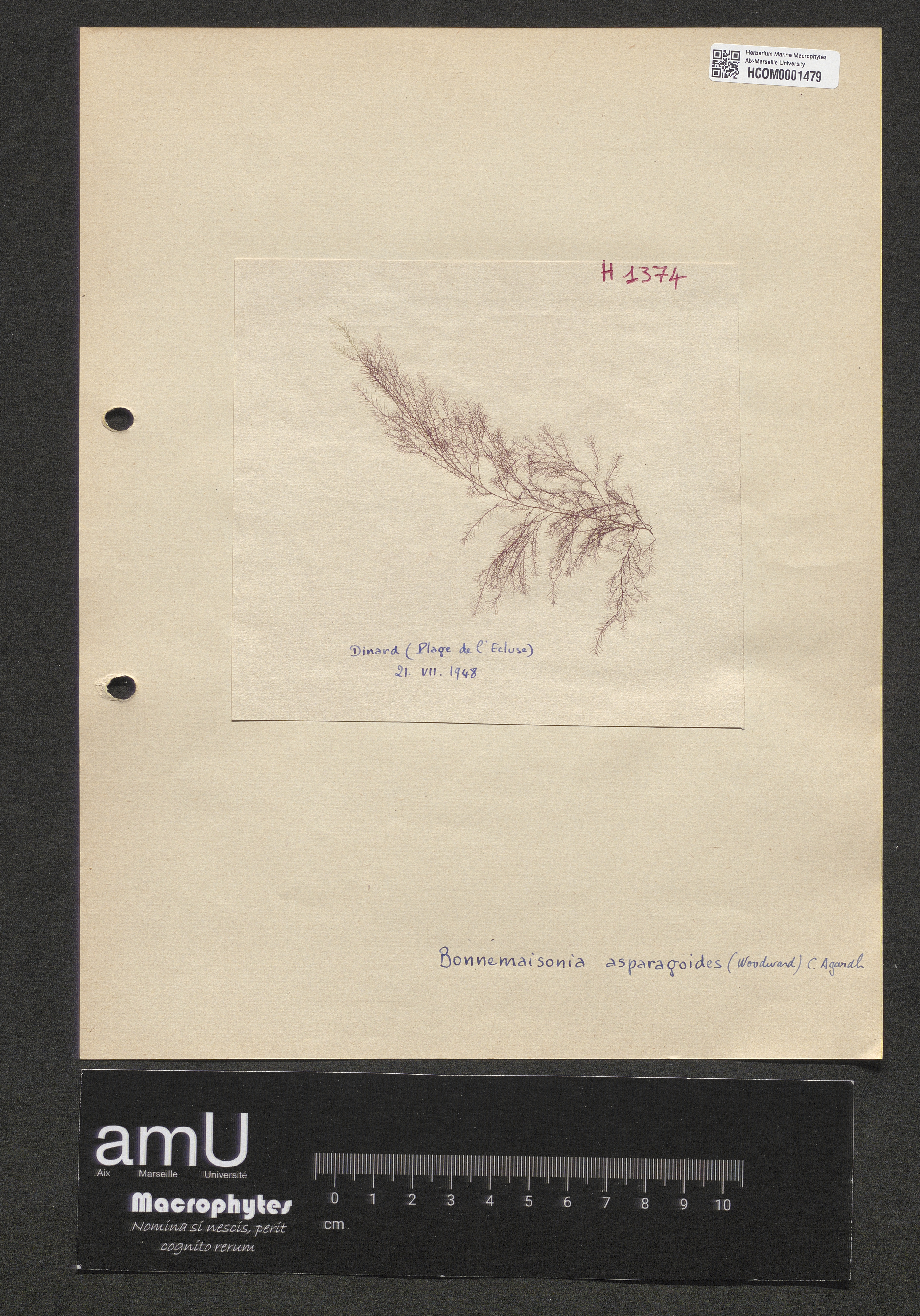 Bonnemaisonia asparagoides specimen