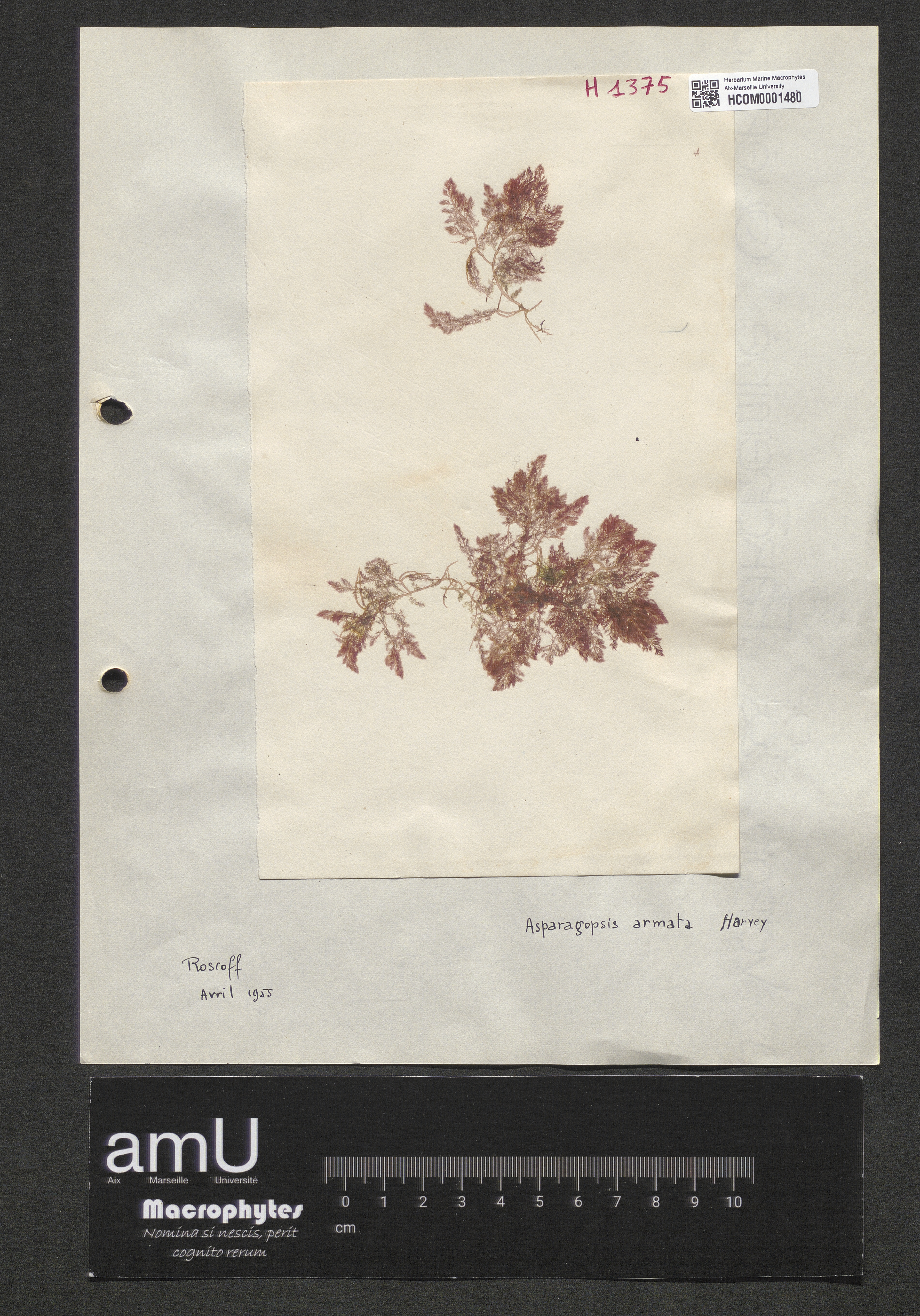 Asparagopsis armata specimen