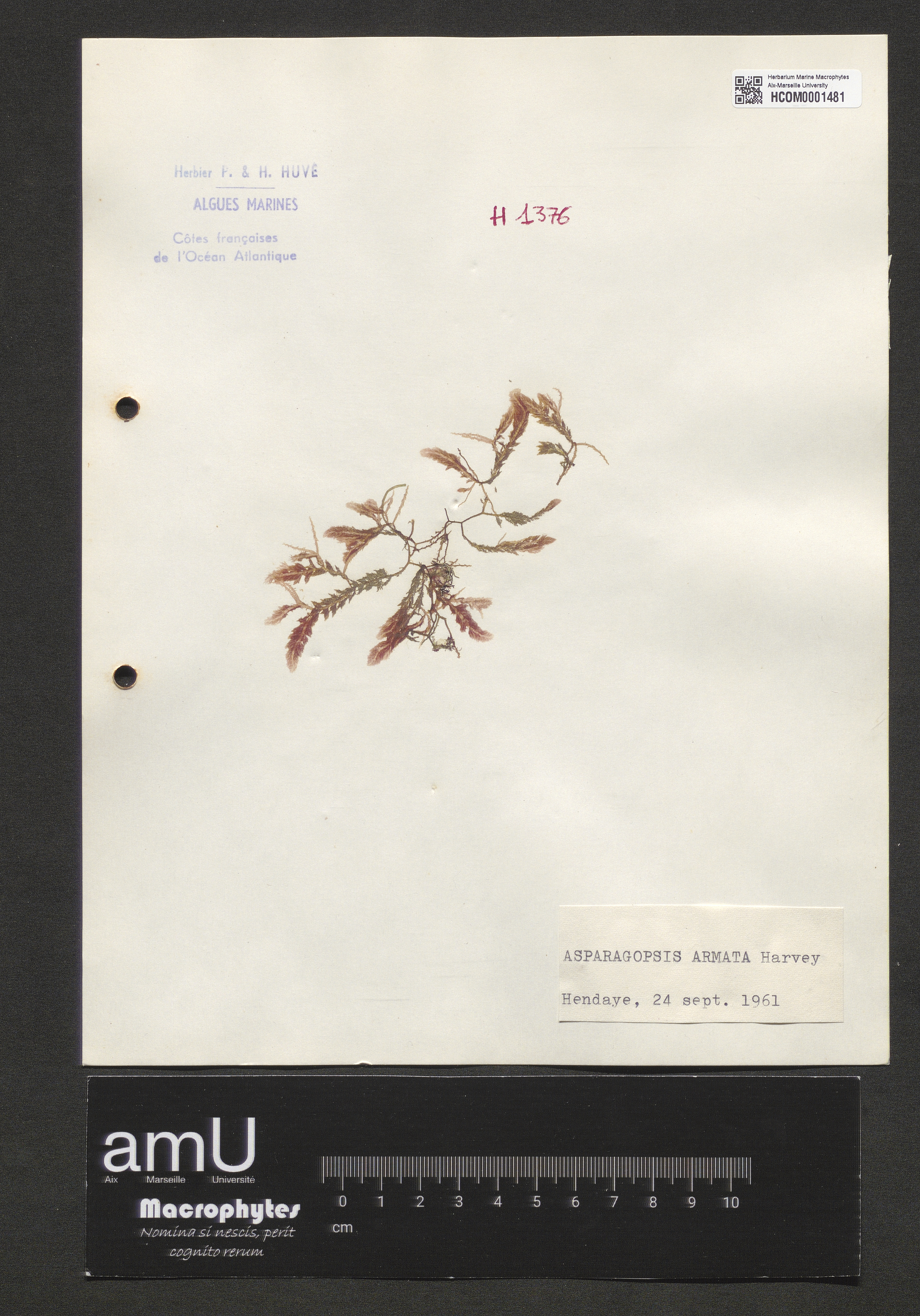 Asparagopsis armata specimen