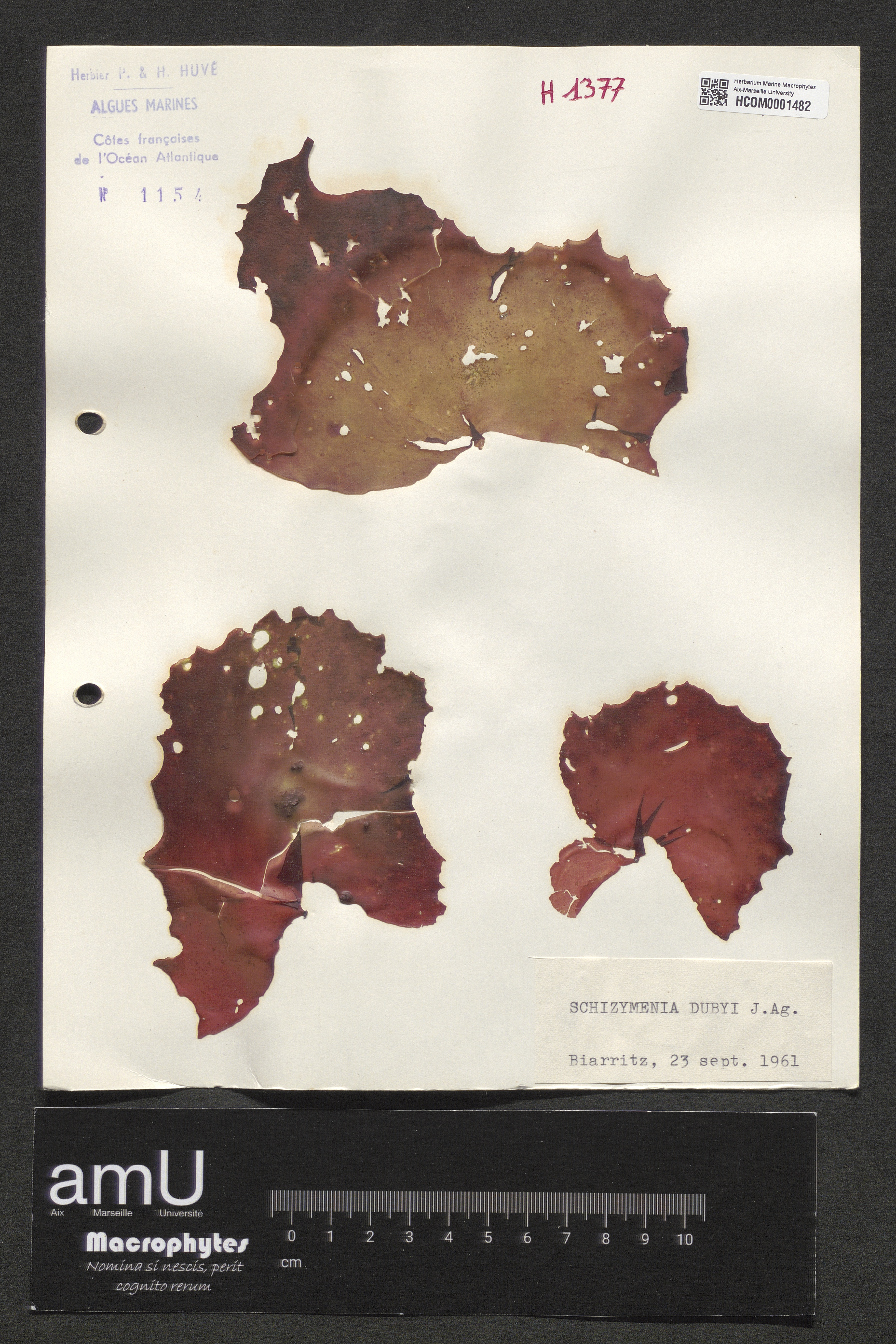 Schizymenia dubyi specimen