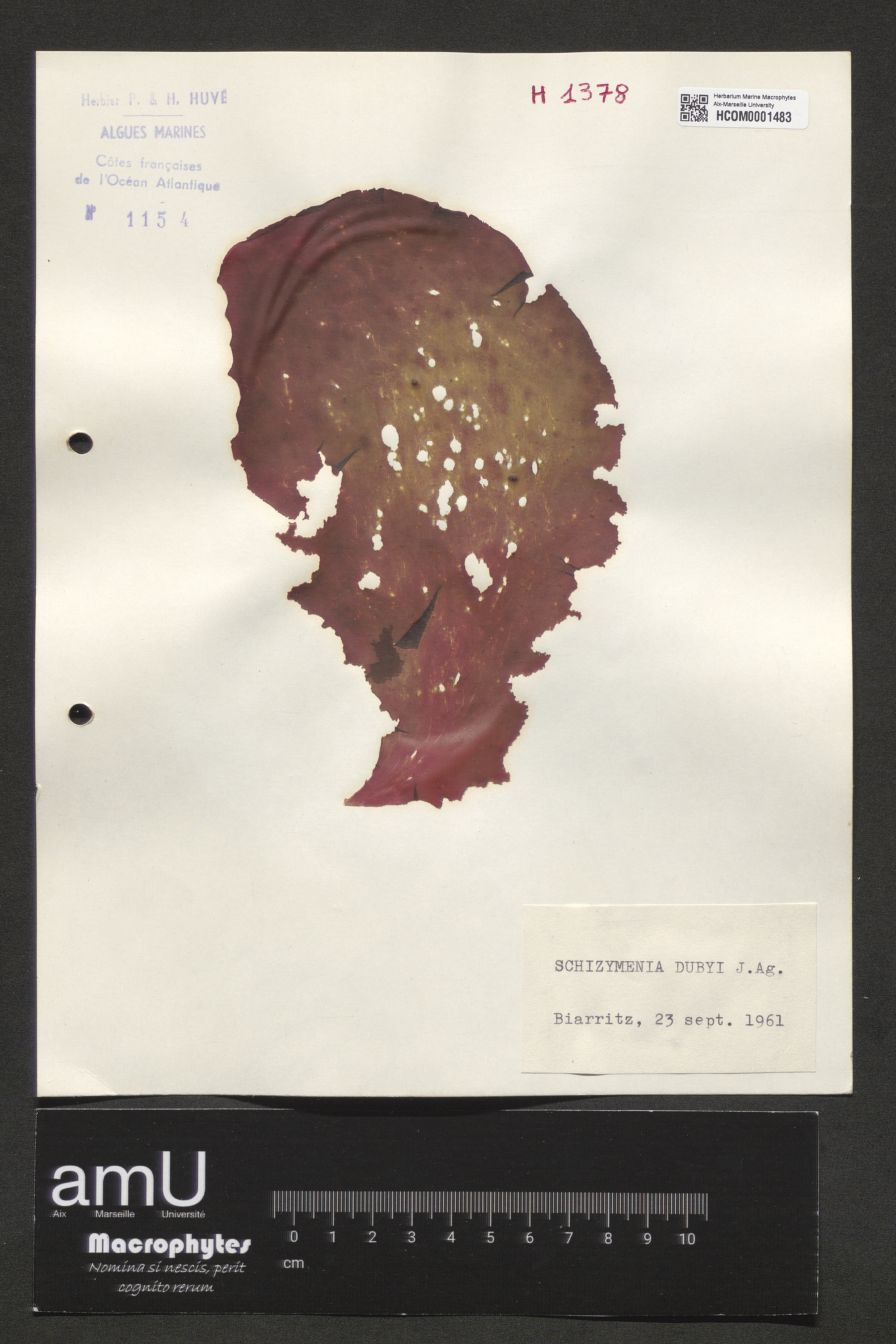 Schizymenia dubyi specimen