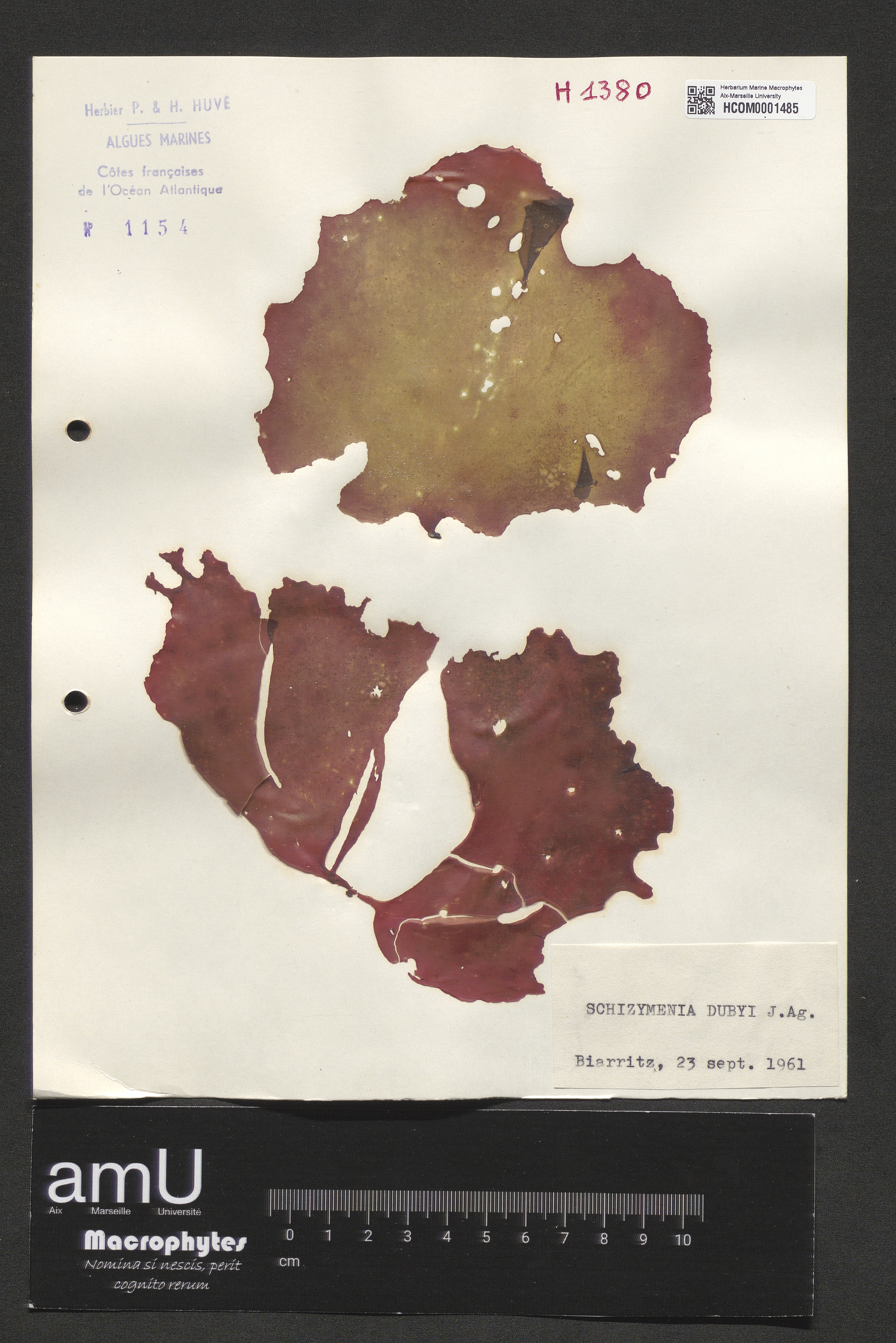 Schizymenia dubyi specimen