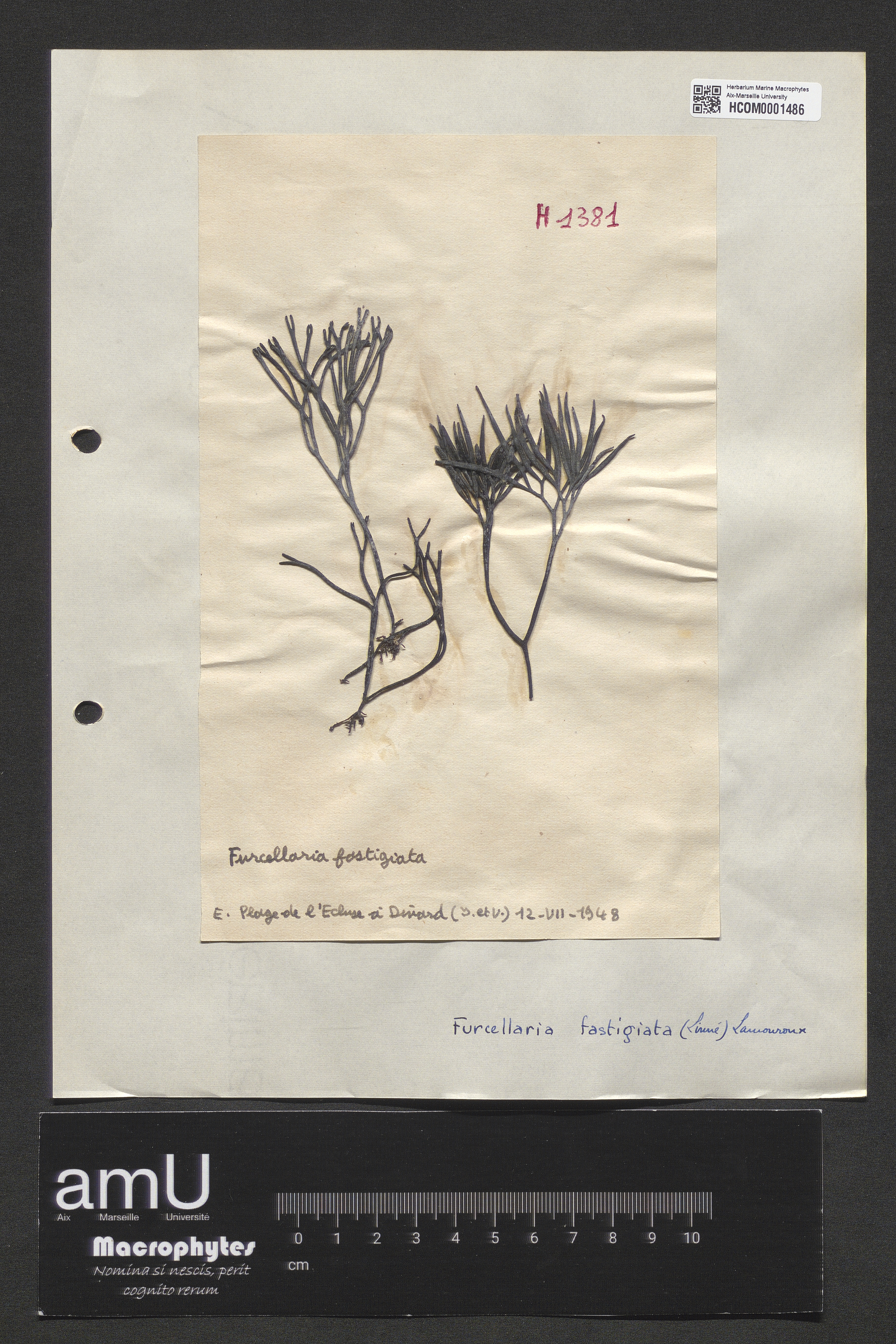 Furcellaria fastigiata specimen